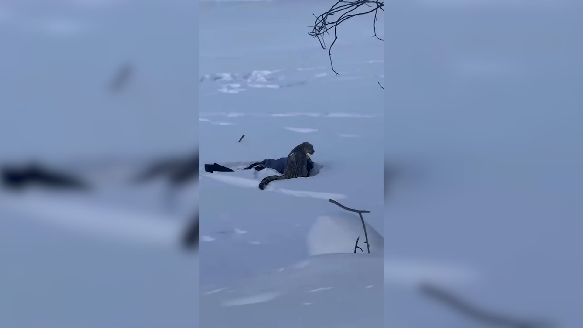 نمر يهاجم متزلجًا في الصين بعدما اقترب منه لالتقاط صورة.. فيديو يوثق اللحظة