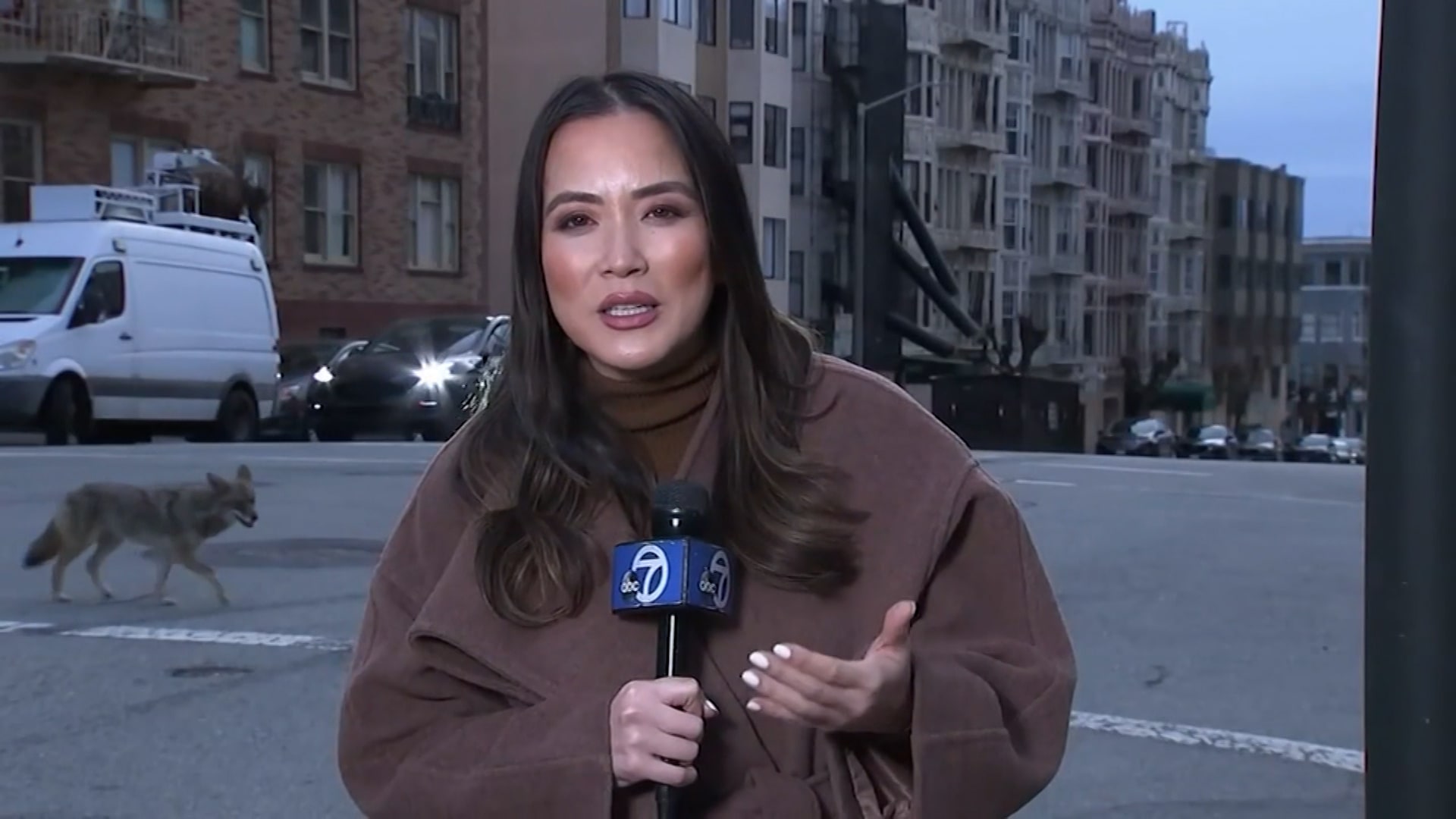 ذئب يفاجىء مراسلة أمام الكاميرا.. وممرضة وجهًا لوجه مع أسد في كاليفورنيا