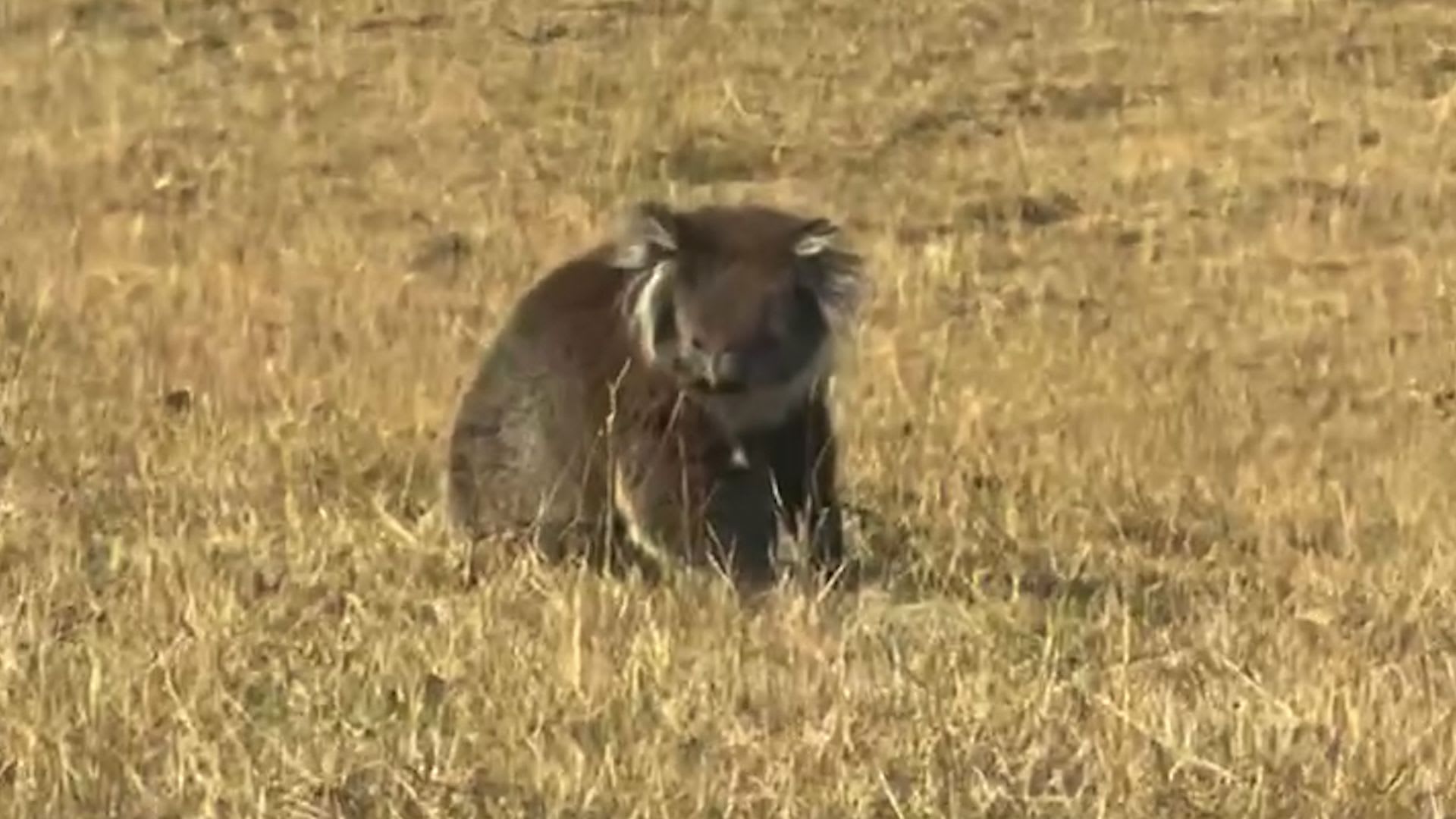 مشهد مؤثر لدب كوالا تحاصره النيران في أستراليا.. ومزارعون يتدخلون لإنقاذه