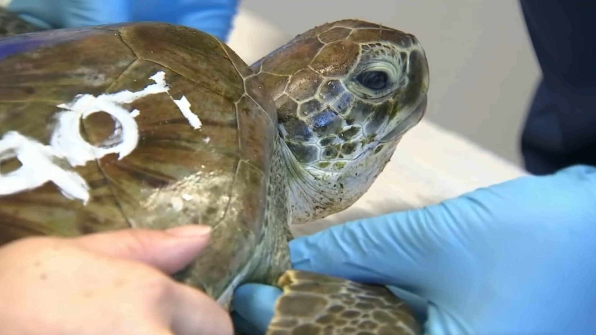 "ماء بارد وهواء قارس".. متطوعون ينقذون سلاحف بحرية جرفتها الأمواج إلى شاطئ في أمريكا