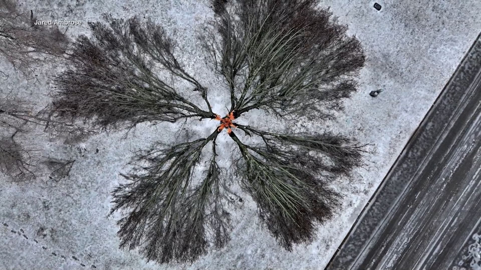 صورة سريالية.. البرد القارس يشطر شجرة إلى أربعة أقسام مثالية