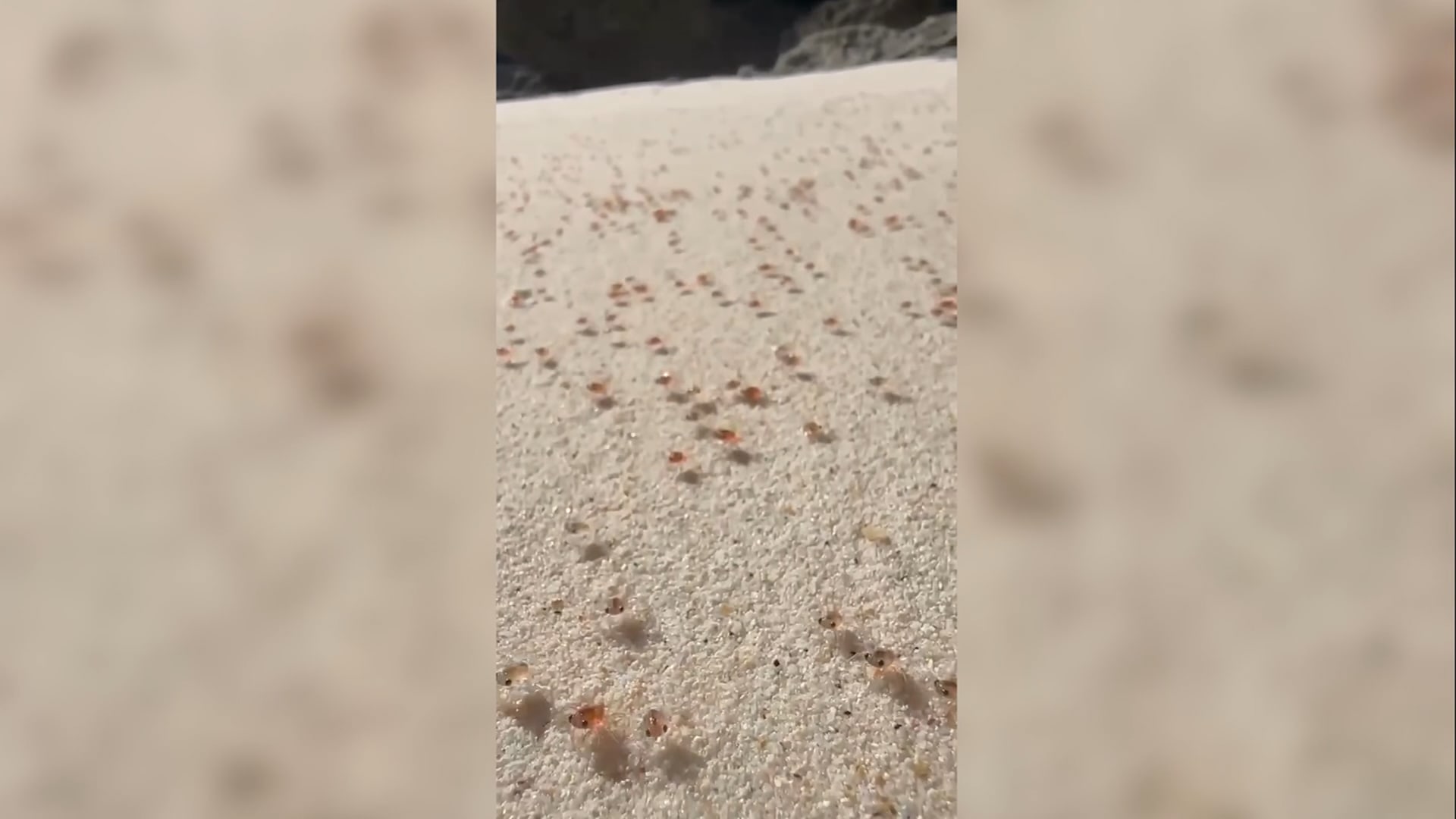 شاهد.. هجرة نادرة لملايين سرطانات البحر الحمراء تجتاح شاطئًا في أستراليا