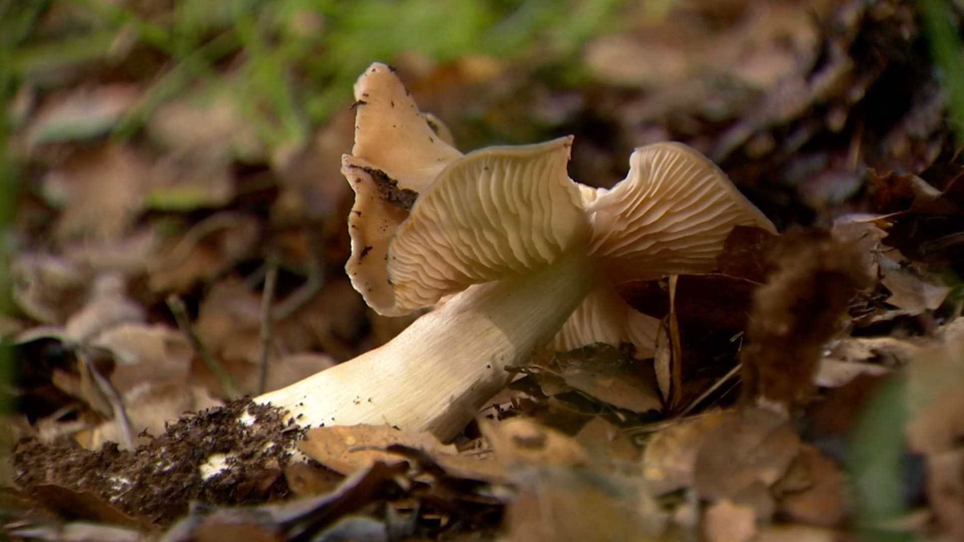 هذه العائلة جمعت فطرًا بريًا وطهته للعشاء.. وخلال أسبوع دخل أفرادها جميعًا المستشفى