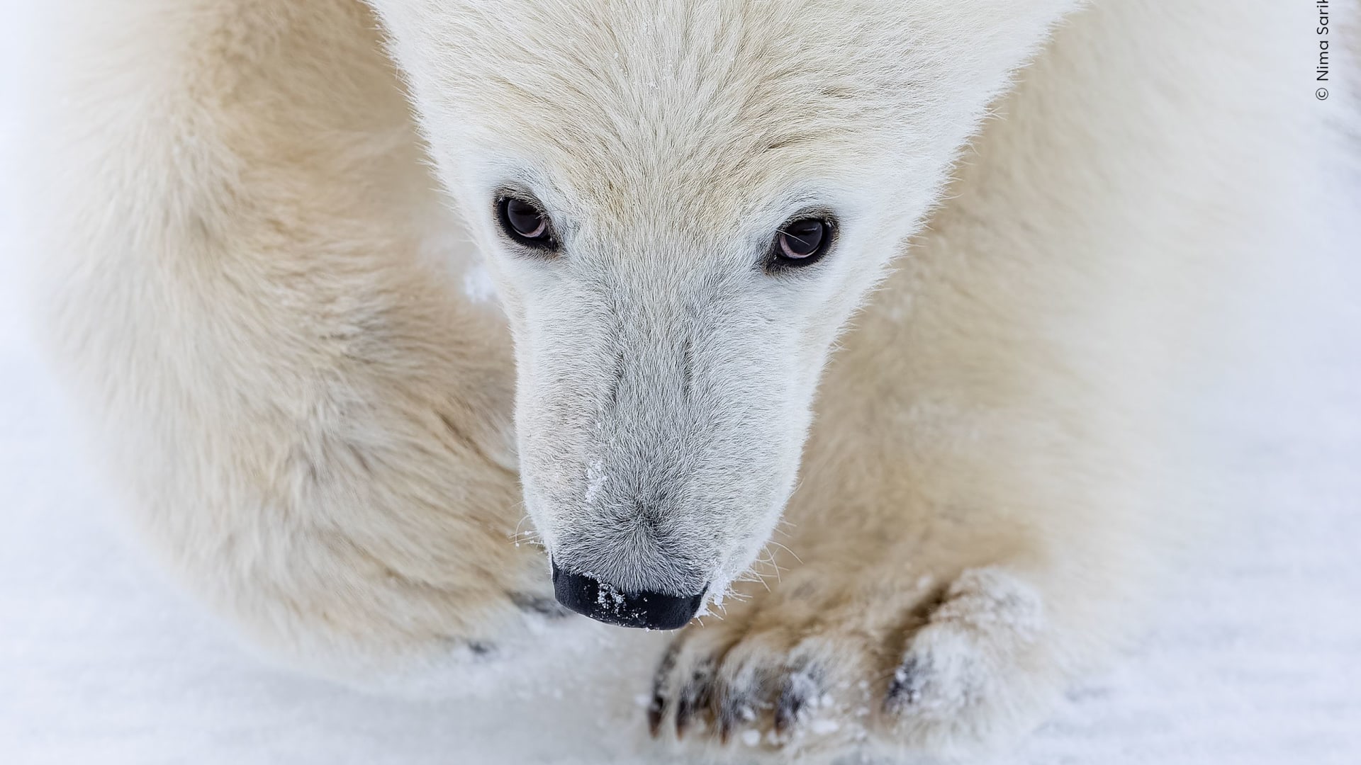 مصور الحياة البرية لعام 2026.. إليكم الصور المرشحة لجائزة اختيار الجمهور