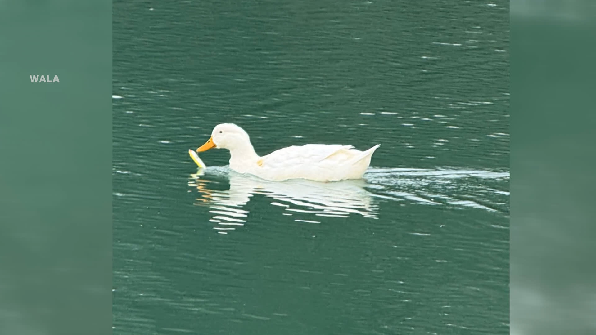 بطة تصارع للبقاء بمنقار مغلق بطُعم صيد.. شاهد ما فعله رجل لإنقاذها