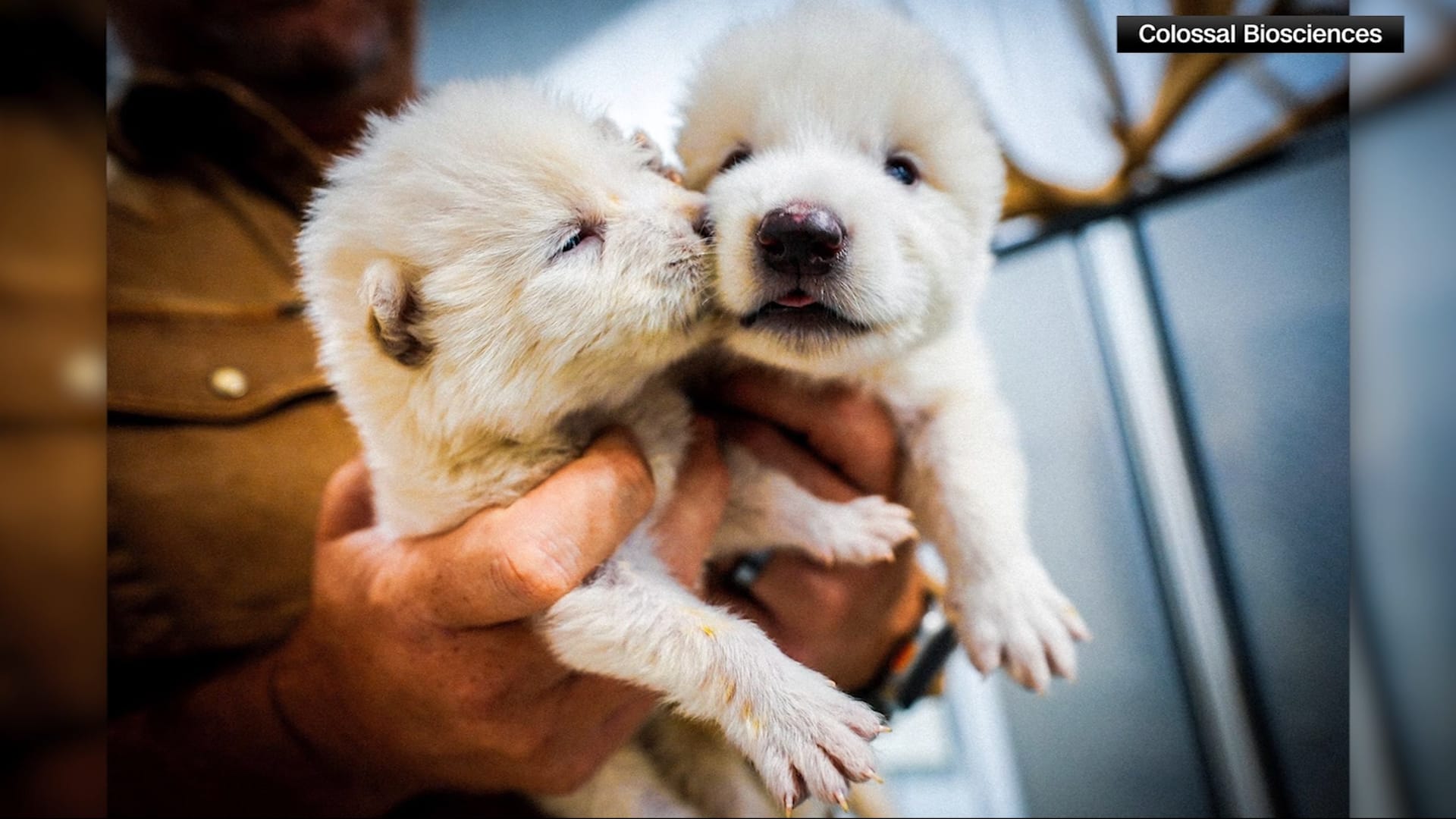 بمساعدة الإمارات.. هذه الشركة تحفظ الحمض النووي للأنواع المهددة بالانقراض