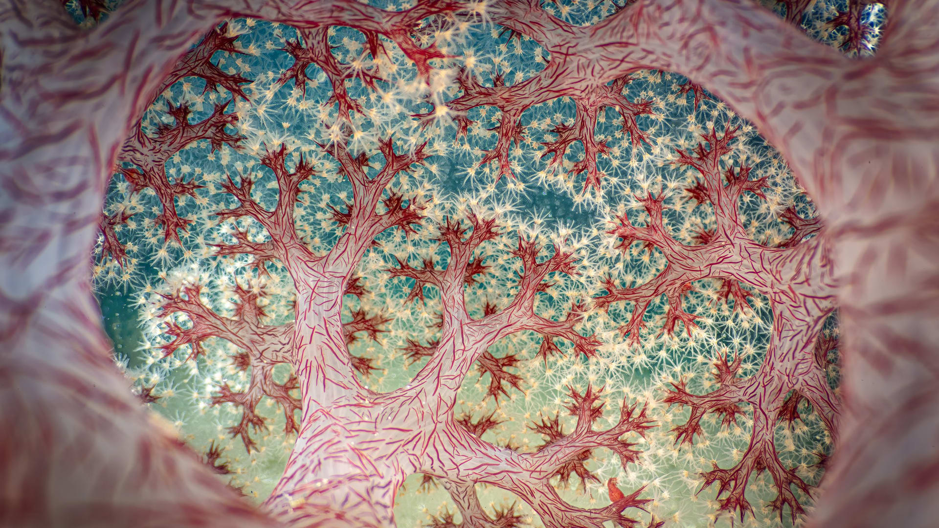 عالم خفي.. ألق نظرة على الصور الفائزة بجائزة مصور العام للتصوير عن قرب