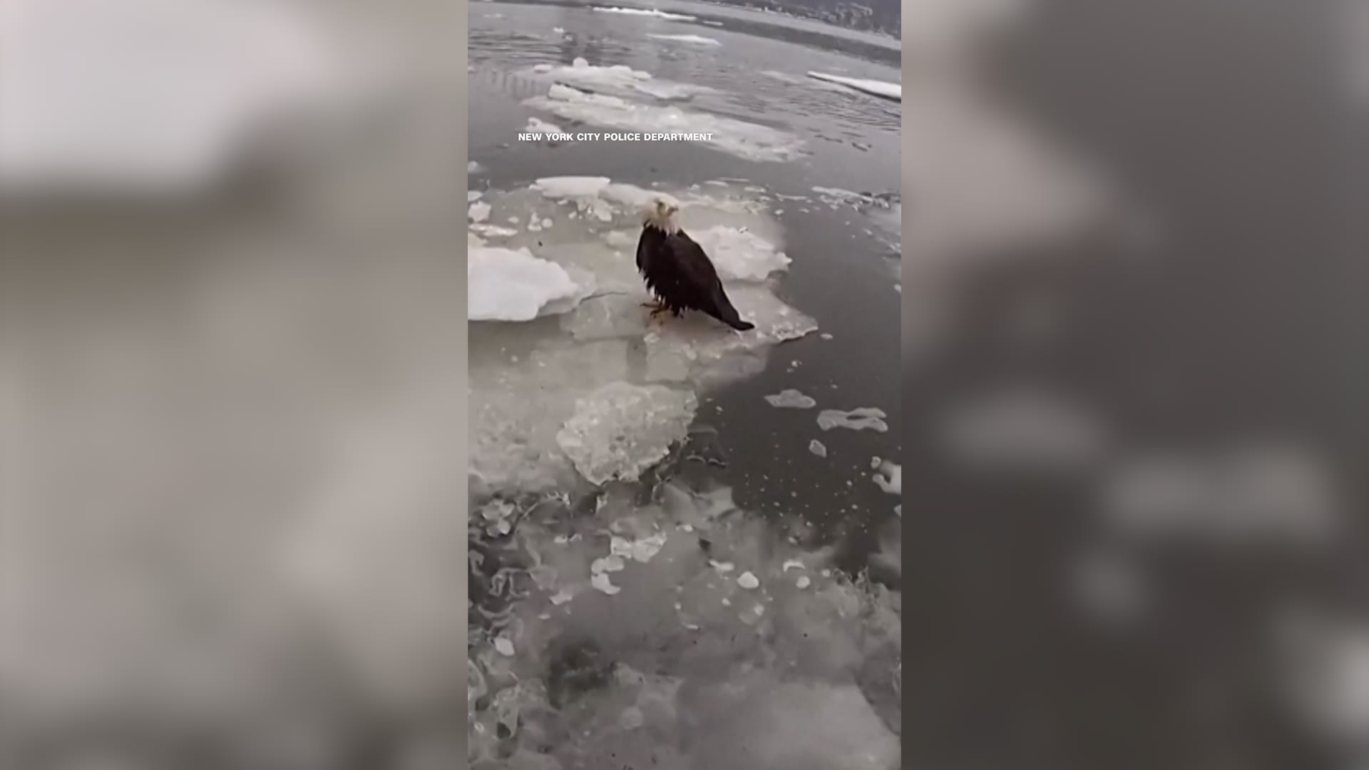 لحظة إنقاذ نسر أصلع مصاب عالق في جليد نهر هدسون