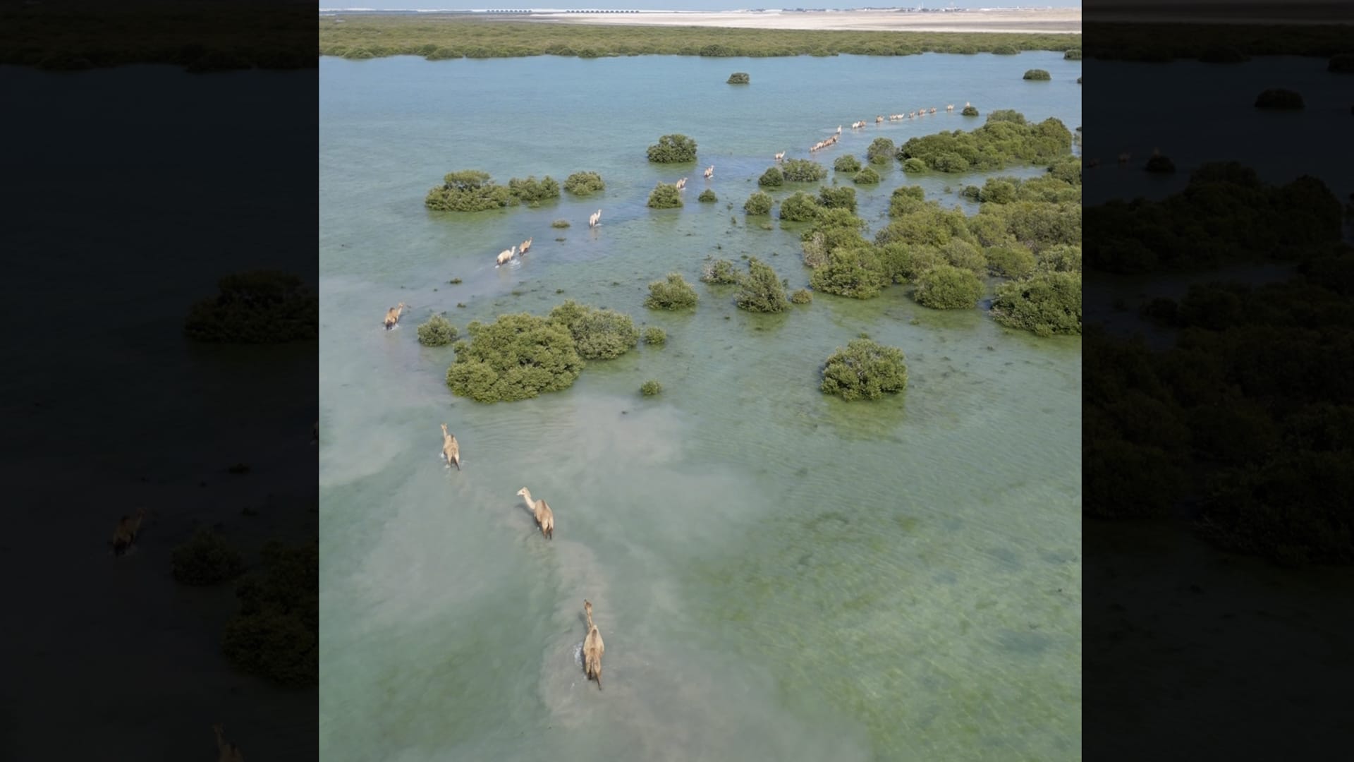 إماراتية توثق مشهدًا غير مألوف لمجموعة من الإبل تمشي في مياه البحر بأم القيوين