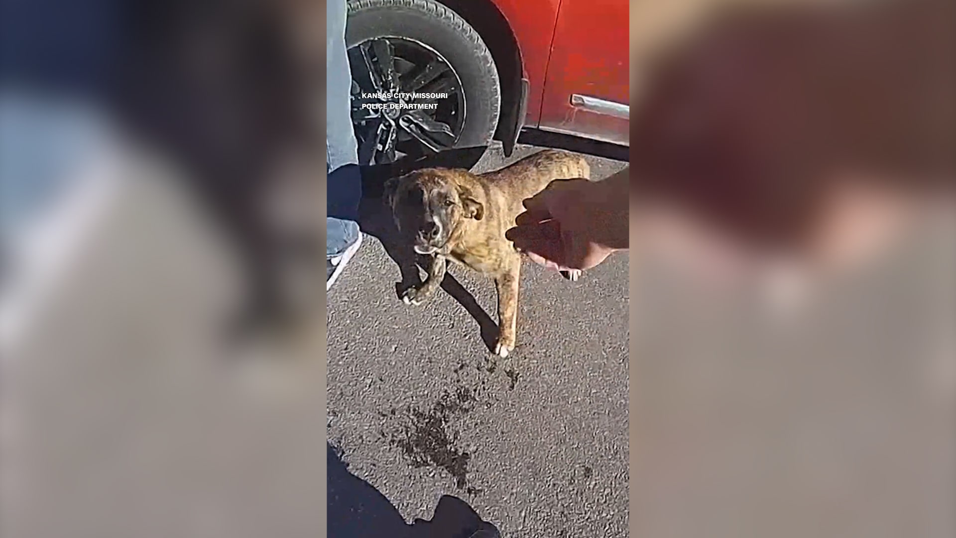 "بطل بـ4 أرجل".. كلب يقود الشرطة إلى منزل طفل تائه ويعيده لأحضان عائلته