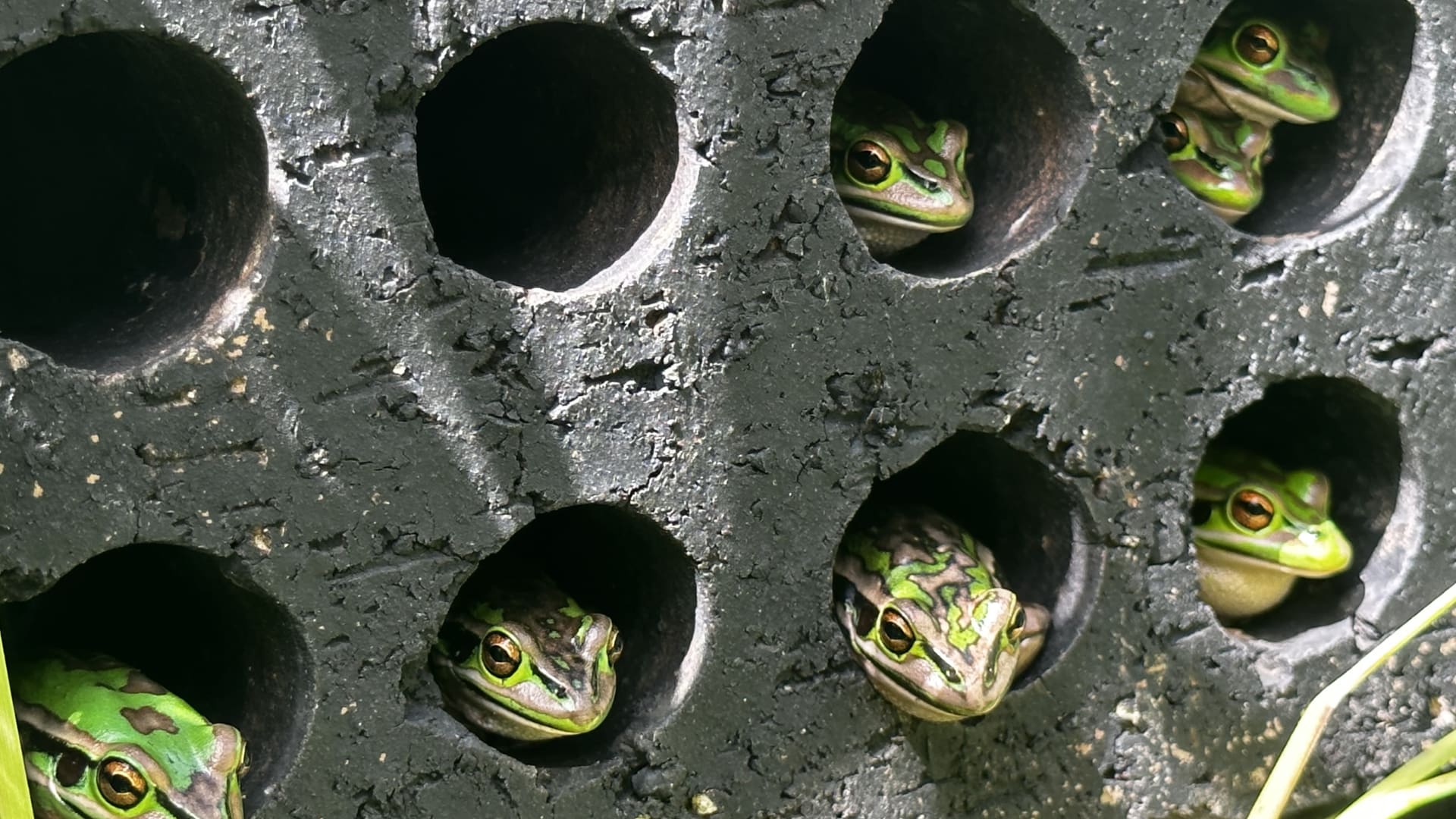 فطر فتاك "يلتهم" جلود الضفادع.. والحل يكمن في تحضير "ساونا" دافئة لها