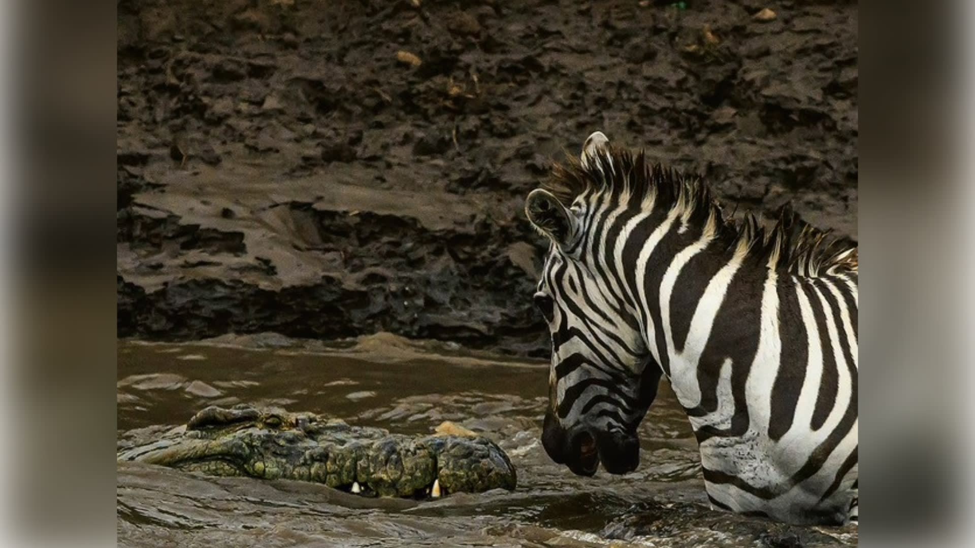 مصور يوثق "النظرة الأخيرة" بين حمار وحشي وتمساح وسط صراع للبقاء