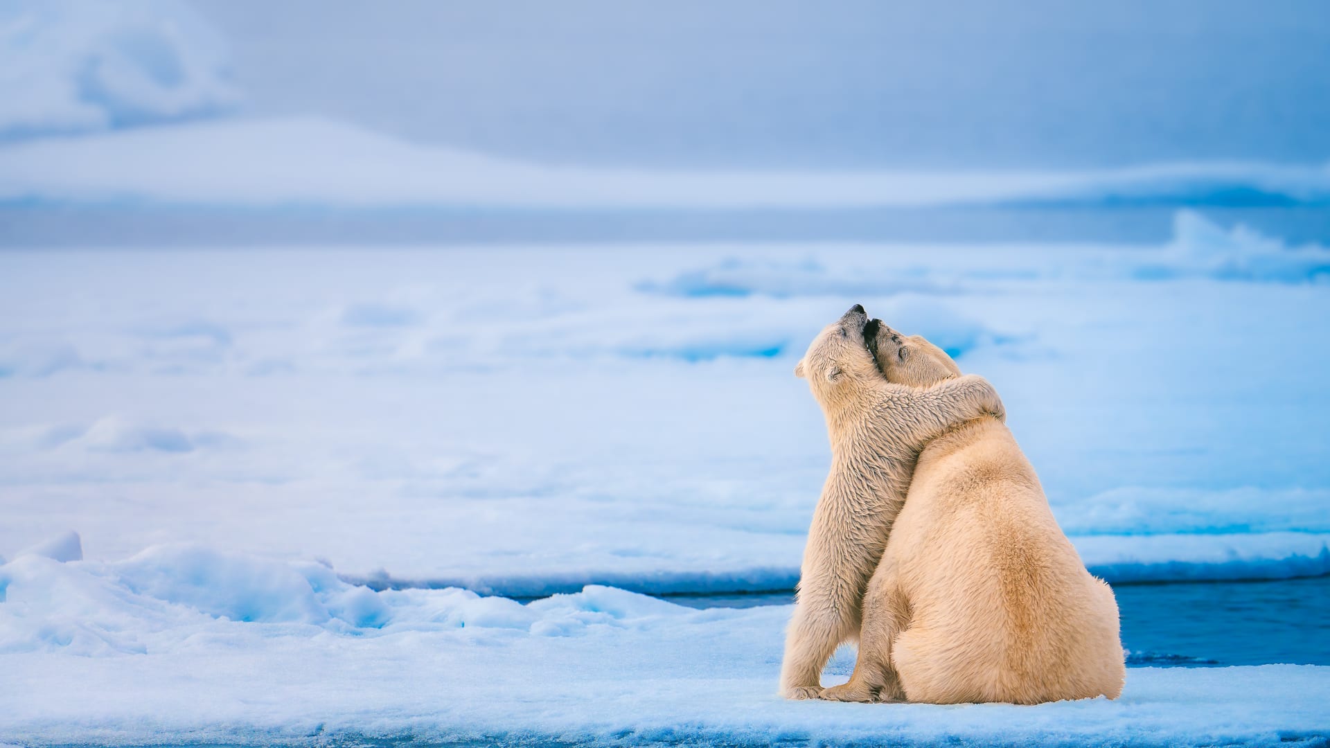 لحظة عاطفية لأنثى دب قطبي وصغيرها فوق الجليد تدهش رواد الإنترنت
