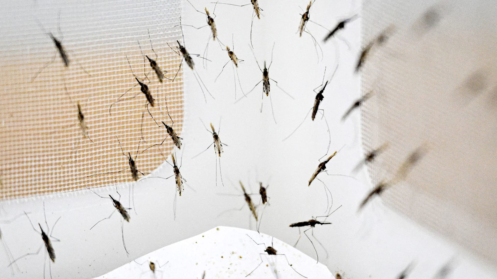 لدغ البعوض للبشر..متى بدأ وفي أي منطقة؟