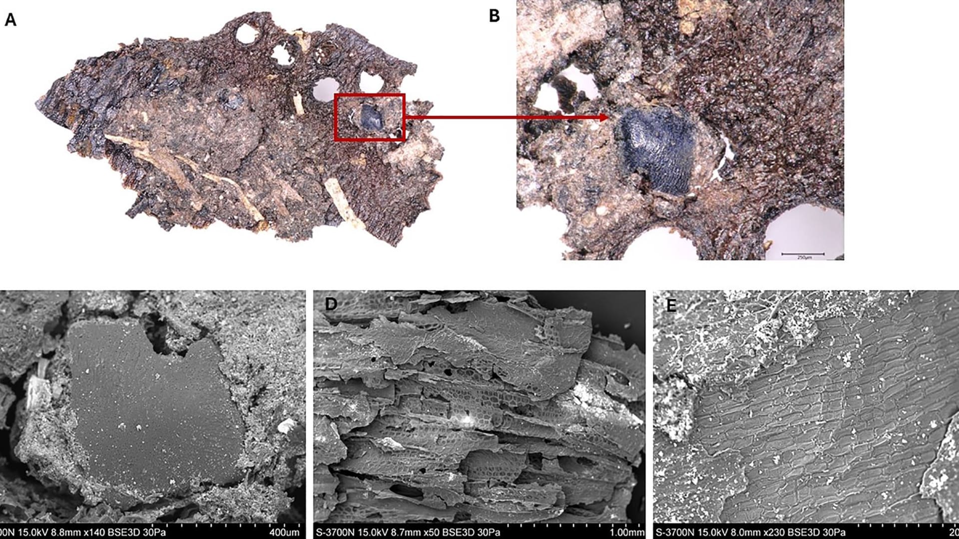 ماذا كان يُقدّم على قوائم طعام طهاة العصر الحجري؟ النتائج قد تبدو مُفاجئة