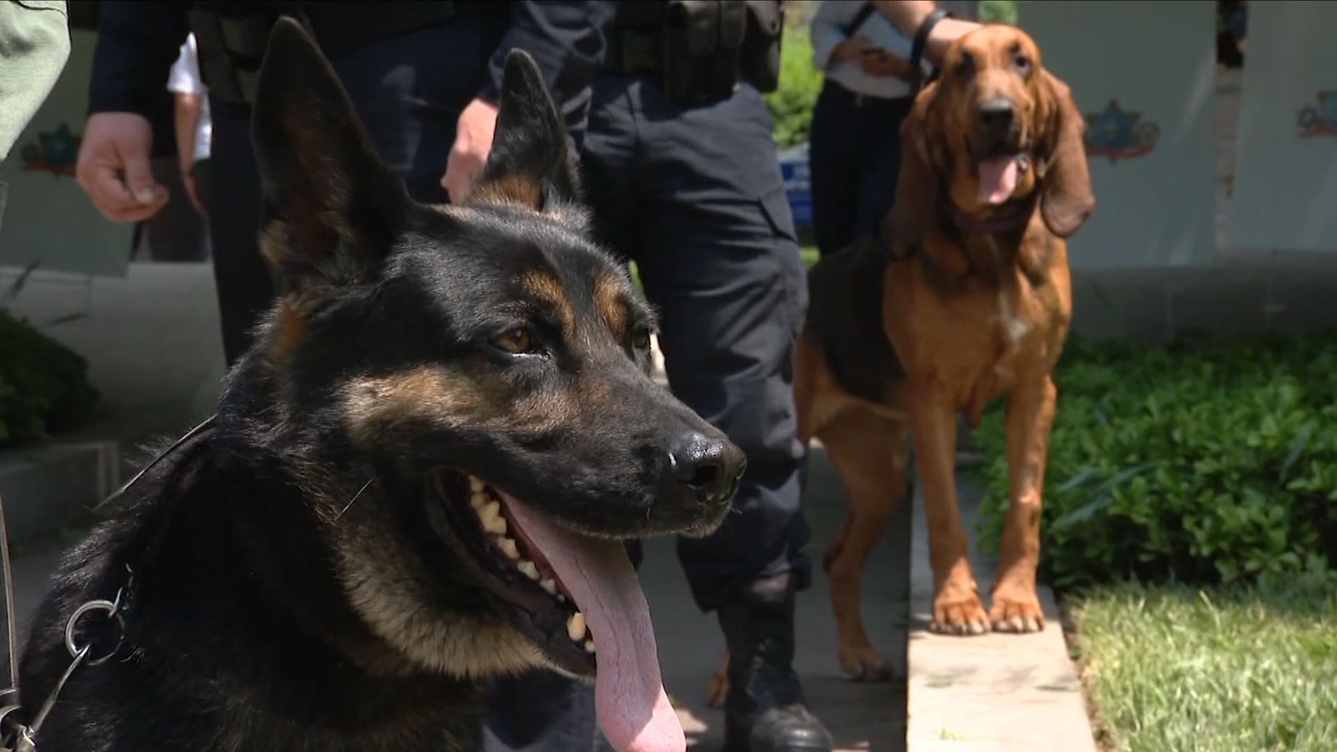 الكلاب يؤثرون على جودة الهواء داخل المنزل.. كيف ذلك؟