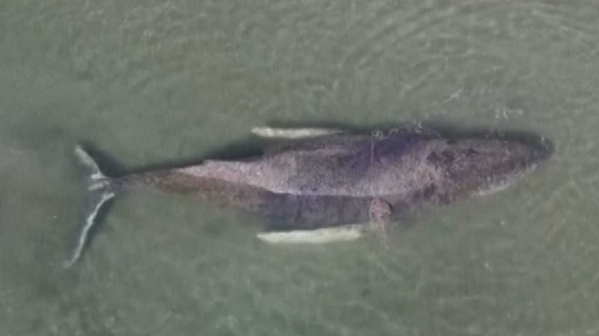 محاولات لإنقاذ حوت أحدب طوله 30 قدمًا عالق على شاطئ بألمانيا