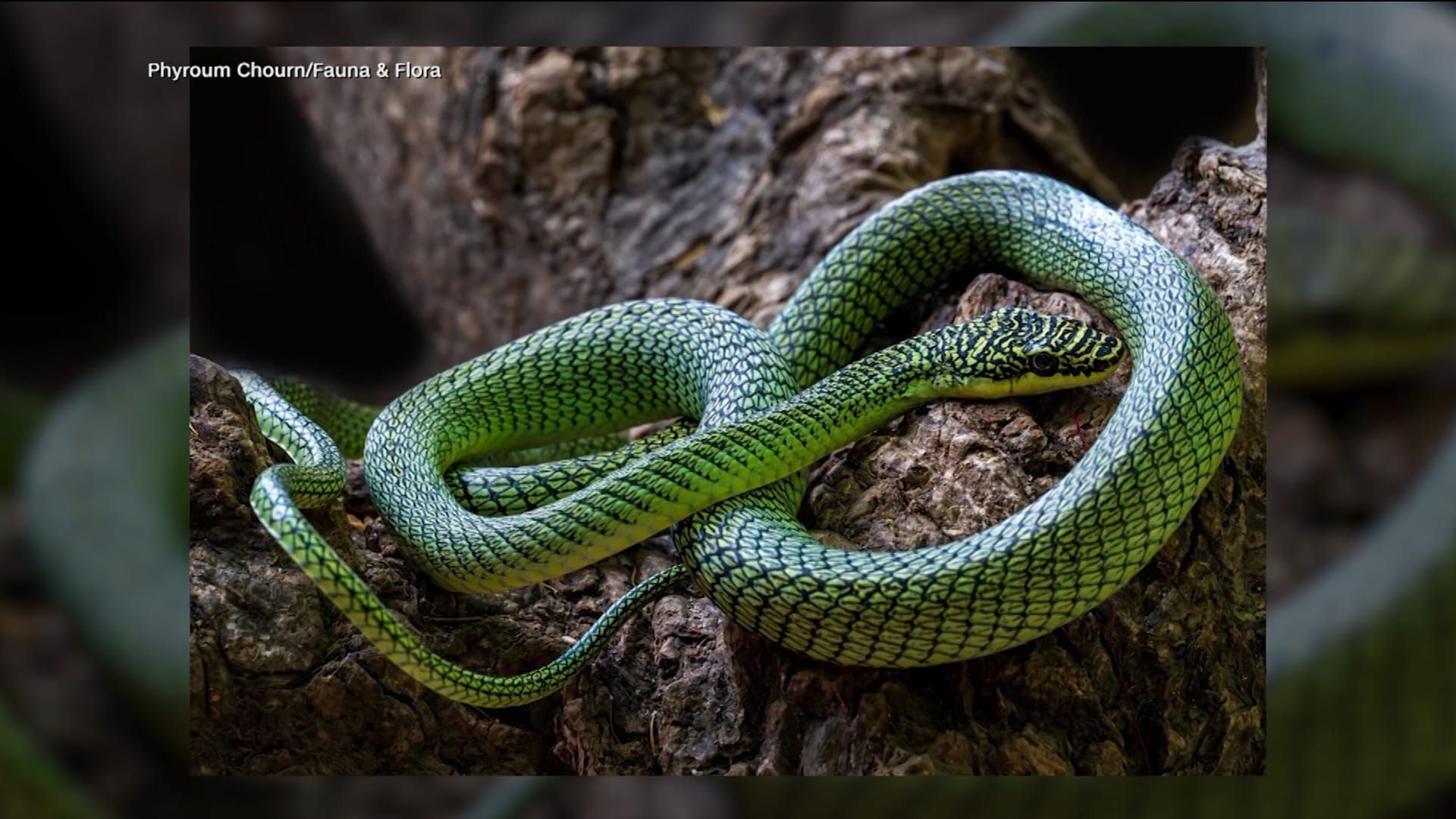 من بينها "ثعبان طائر".. اكتشاف عدد من الكائنات الجديدة في كهوف بكمبوديا