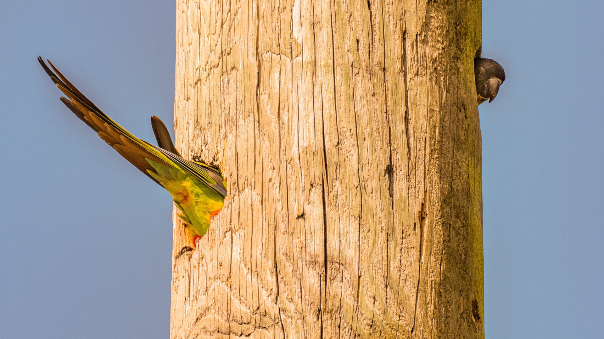 رأسه بجهة وذنبه بجهة أخرى..صورة ببغاء داخل عمود هاتف خشبي تحيّر الأشخاص