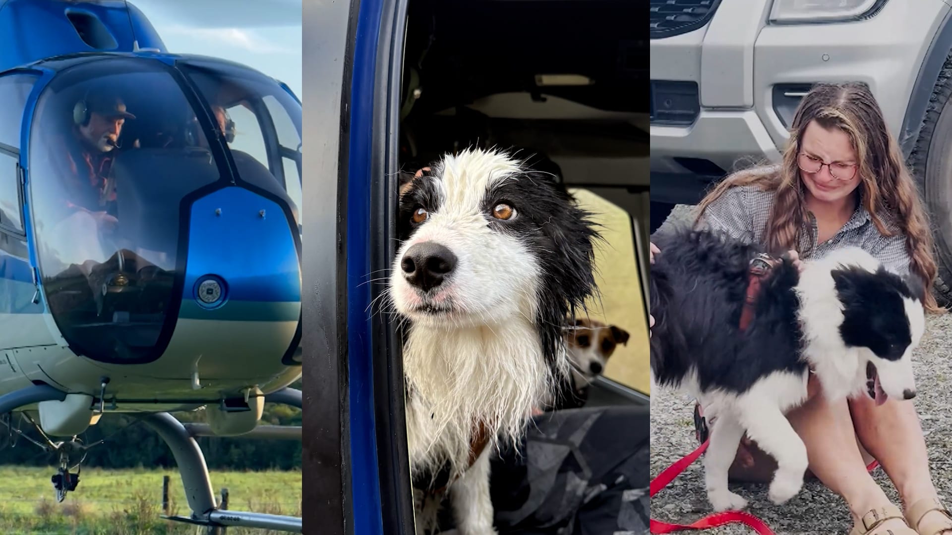 إنقاذ كلبة بوردر كولي فُقدت بغابات نيوزيلندا بعد سقوط صاحبتها من شلال