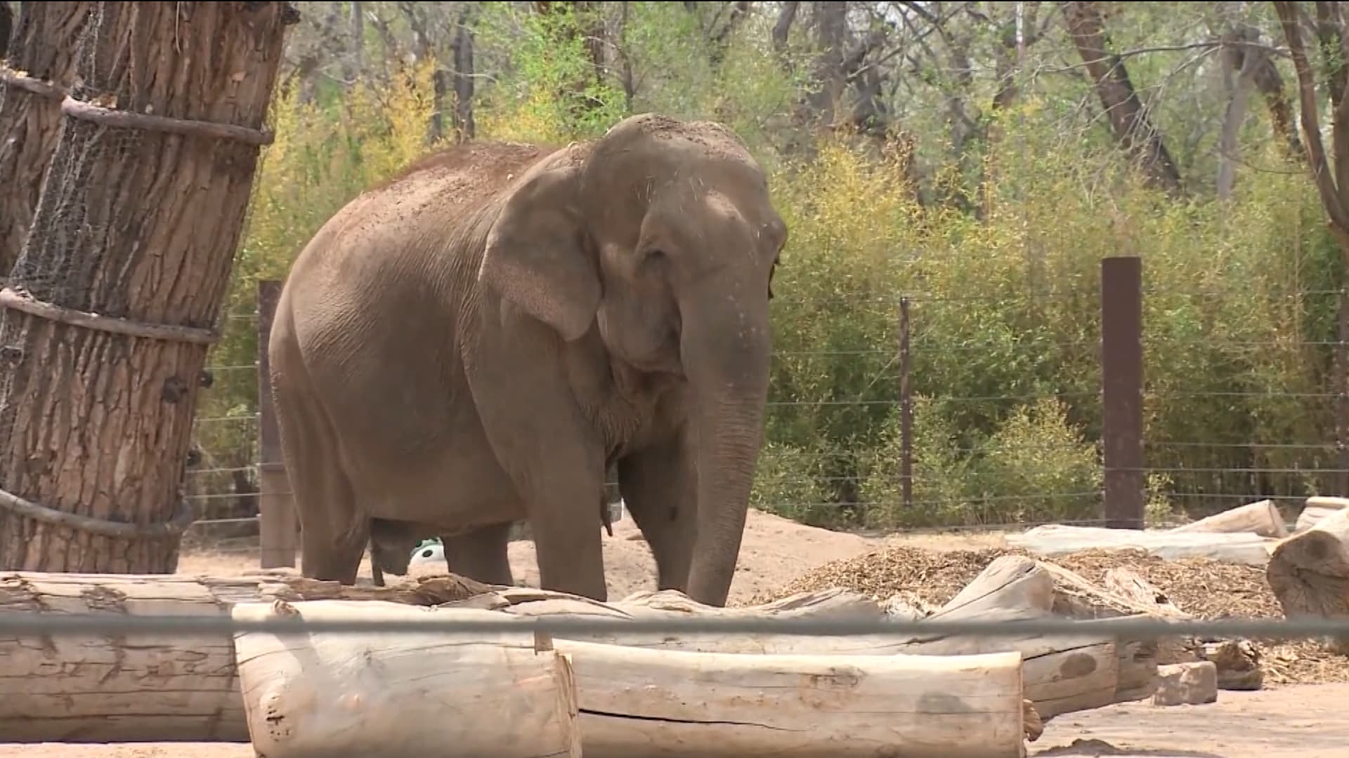 شاهد.. أنثى فيل تهرب من حظيرتها وتتنزّه في حديقة الحيوانات هذه