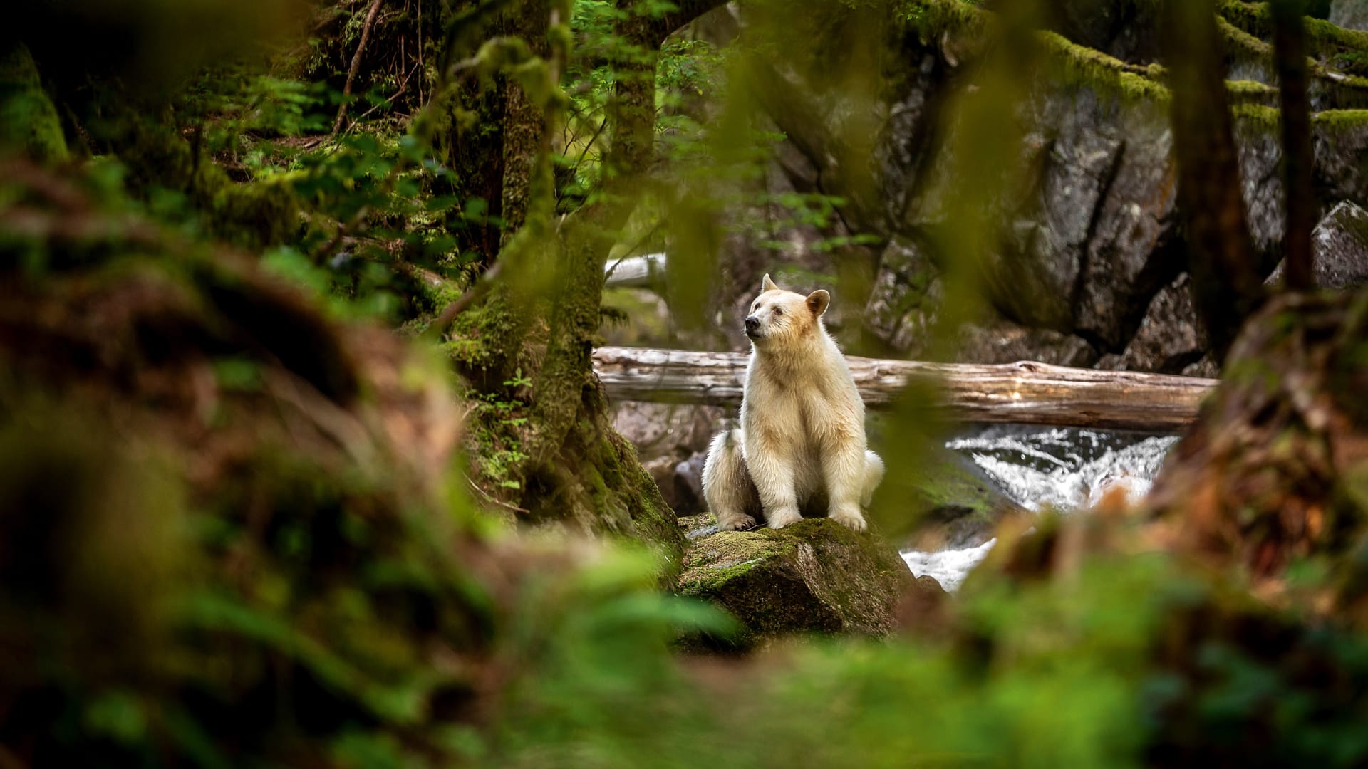 هذه ليست دببة قطبية.. مصور يرصد العالم الخفي لـ"دببة الروح" البيضاء