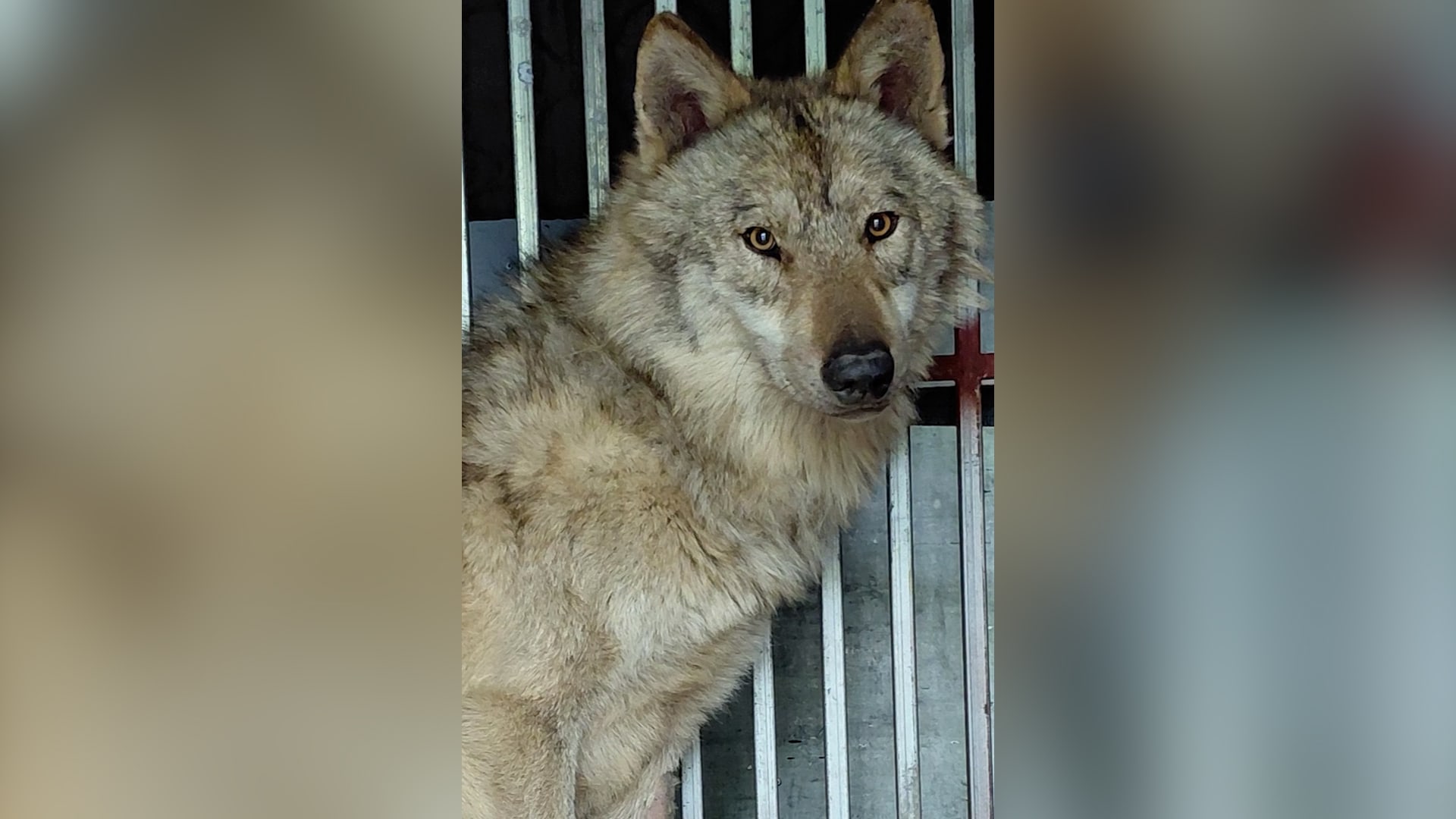 أثار الرعب في البداية.. شاهد كيف تمكن هذا الذئب من الهروب من حديقة حيوانات بكوريا الجنوبية