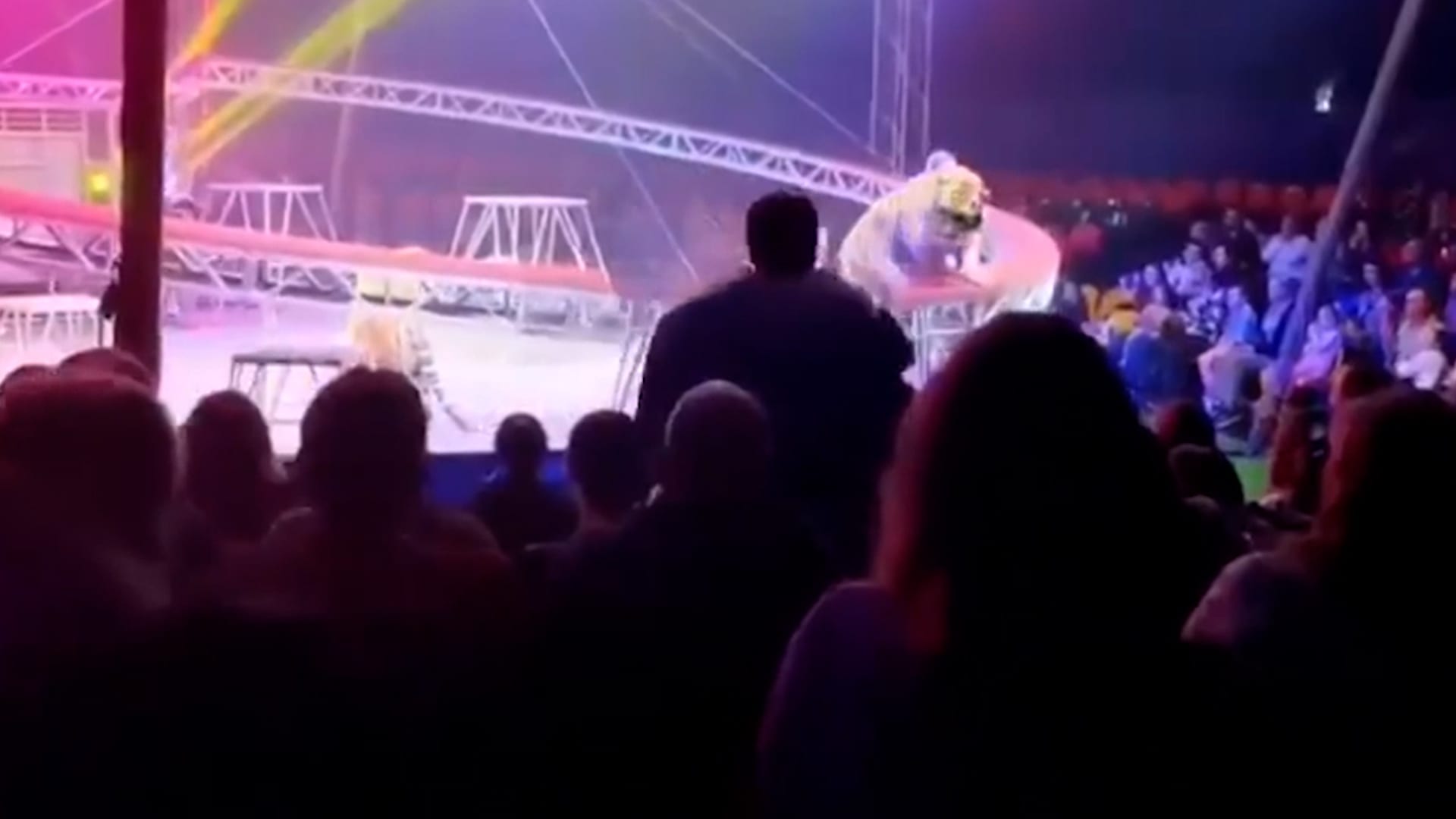 نمر يقفز باتجاه الجمهور أثناء عرض سيرك في روسيا.. شاهد ما حدث بعدها