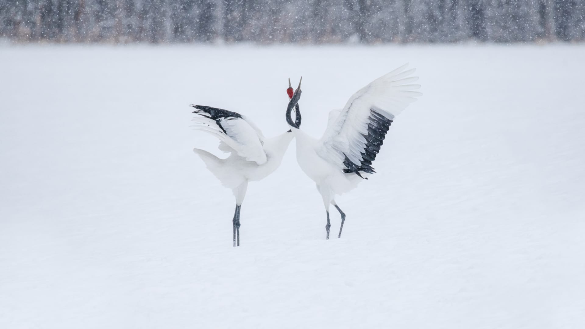 تغرق بعزلة تامّة.. مشاهد آسرة من جزيرة بيضاء في اليابان خالية من البشر