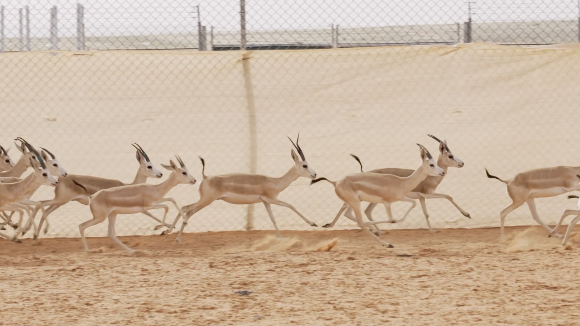 غزلان الريم في السعودية..هكذا تزايدت أعدادها قبل إطلاقها في البرية