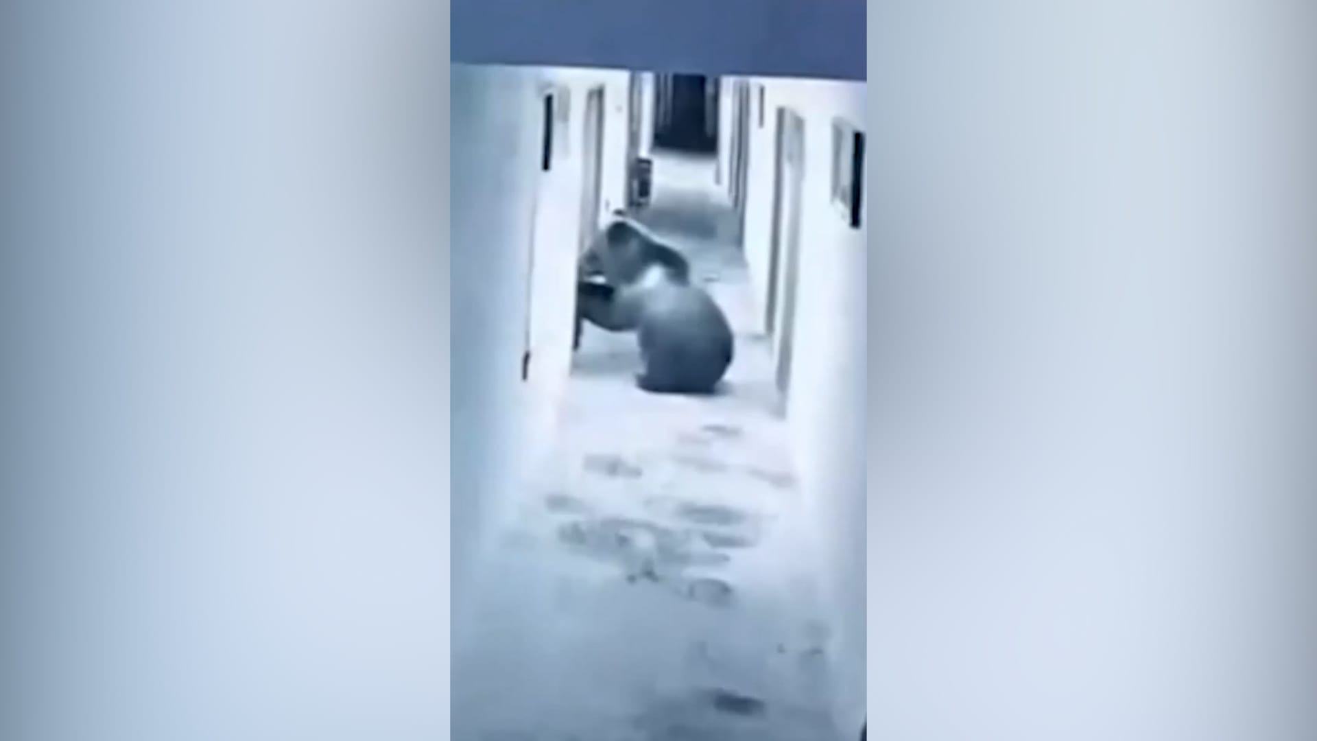 استيقظ فوجده عنده.. دب يقتحم فندقًا فجرًا ويصل إلى غرفة أحد النزلاء