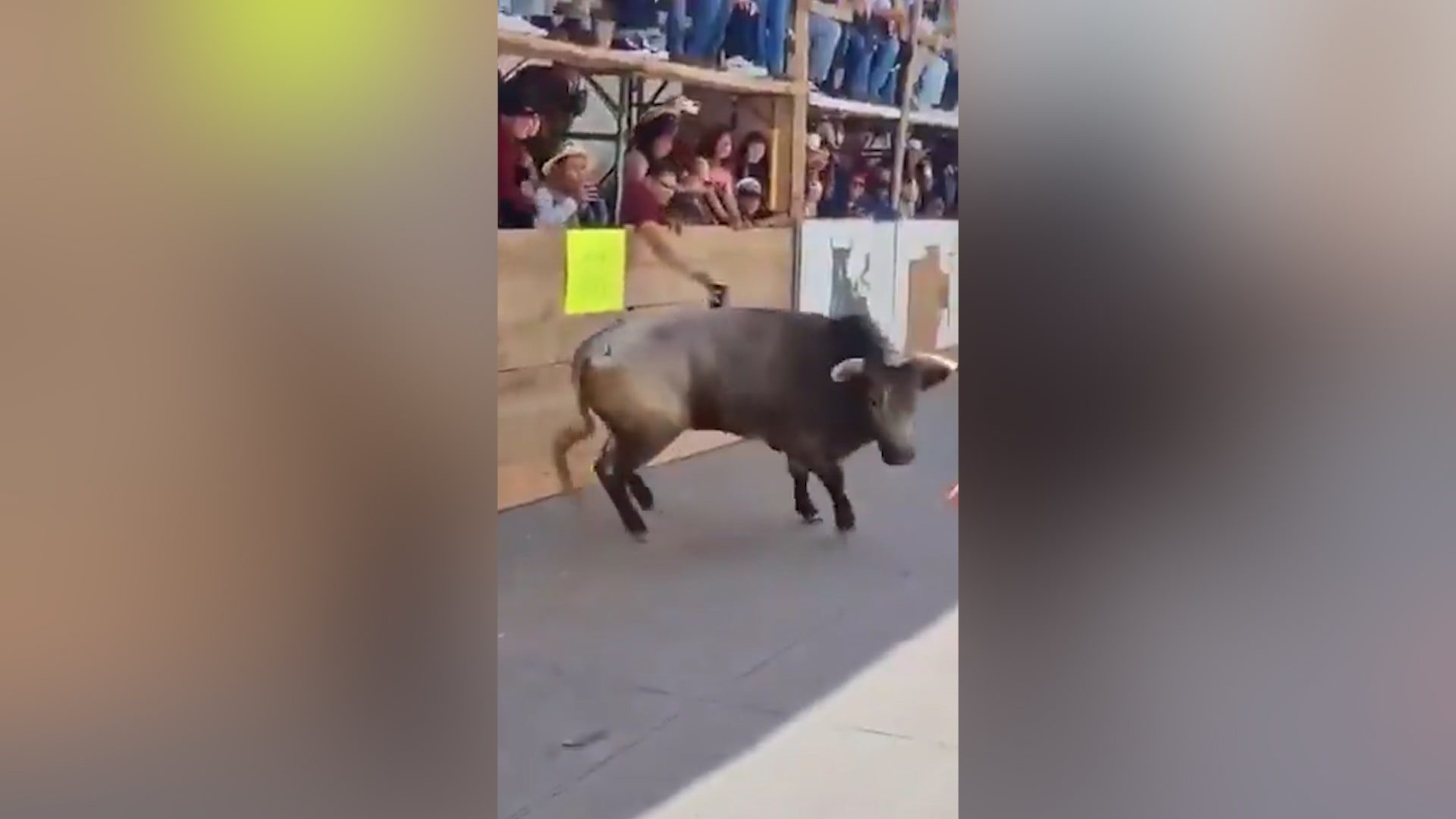 شاهد ثور ينطح رجلًا حتى الموت خلال مهرجان سنوي في المكسيك