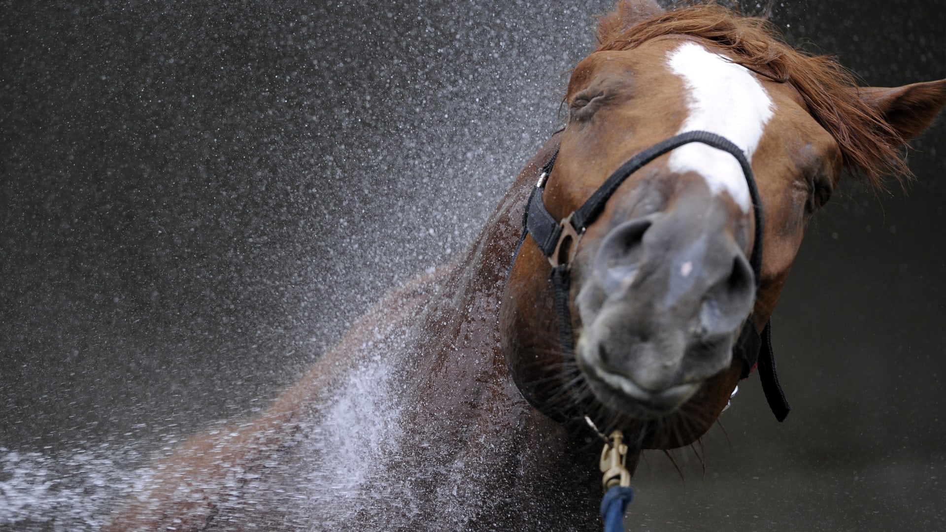 كيف تحمي حصانك من حرارة الصيف خلال السفر؟ 