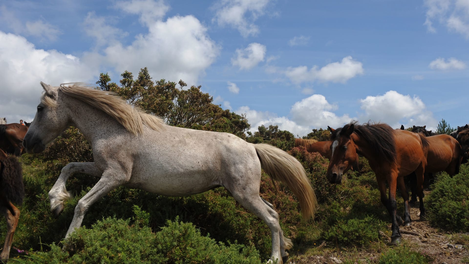 كيف تحمي حصانك من حرارة الصيف خلال السفر؟ 