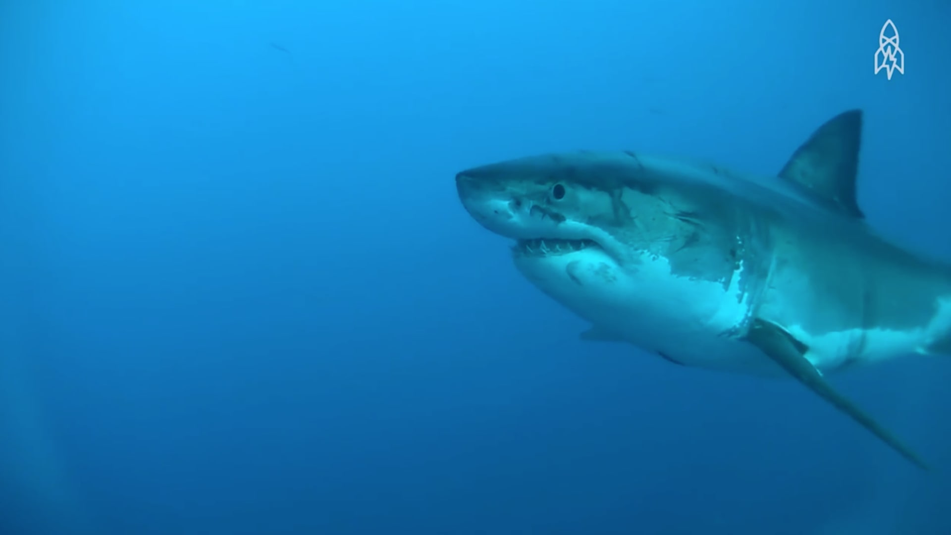 معلومة سريعة.. أسماك القرش هي سر الحفاظ على المحيطات  