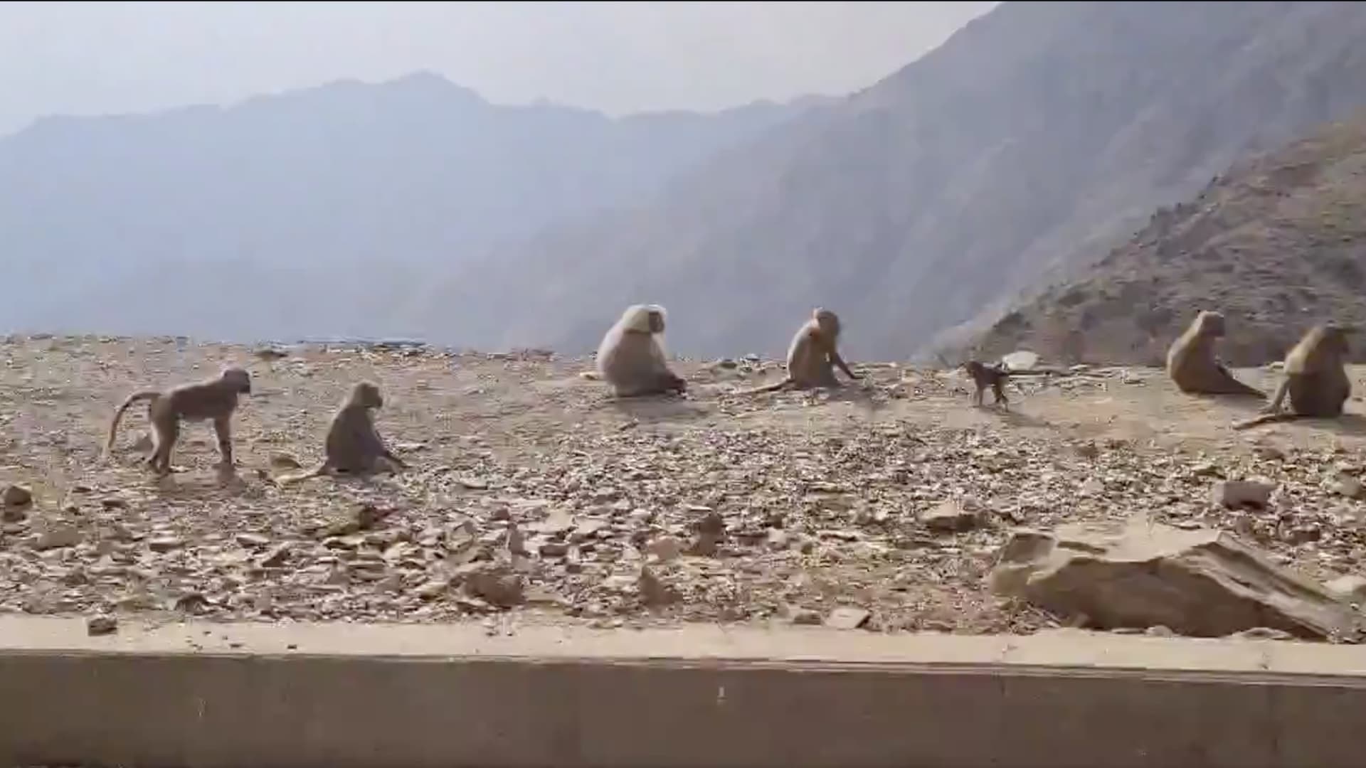 خلال رحلة بالمملكة.. سفير فرنسا لدى السعودية يشارك فيديو لـ"لقاء غير متوقع" مع قردة منطقة عسير