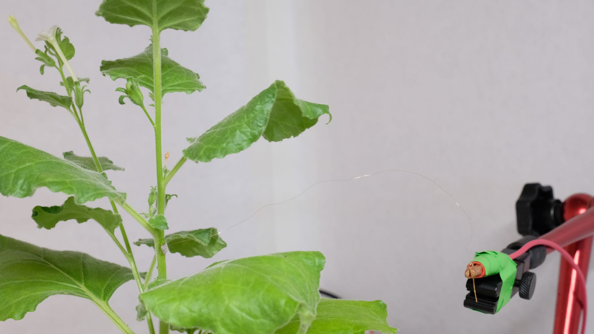 باحثون من سنغافورة يطورون أداة يمكنها "التواصل" مع النباتات..كيف؟ 