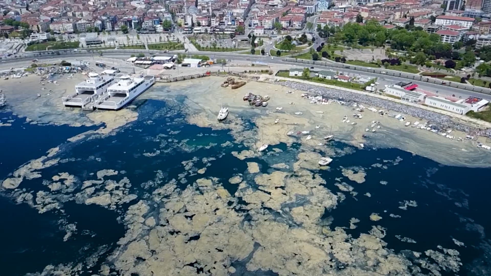 شاهد "الصمغ البحري" الذي يشبه الوحل.. يقتل الحياة البحرية تحت سطح الماء في تركيا