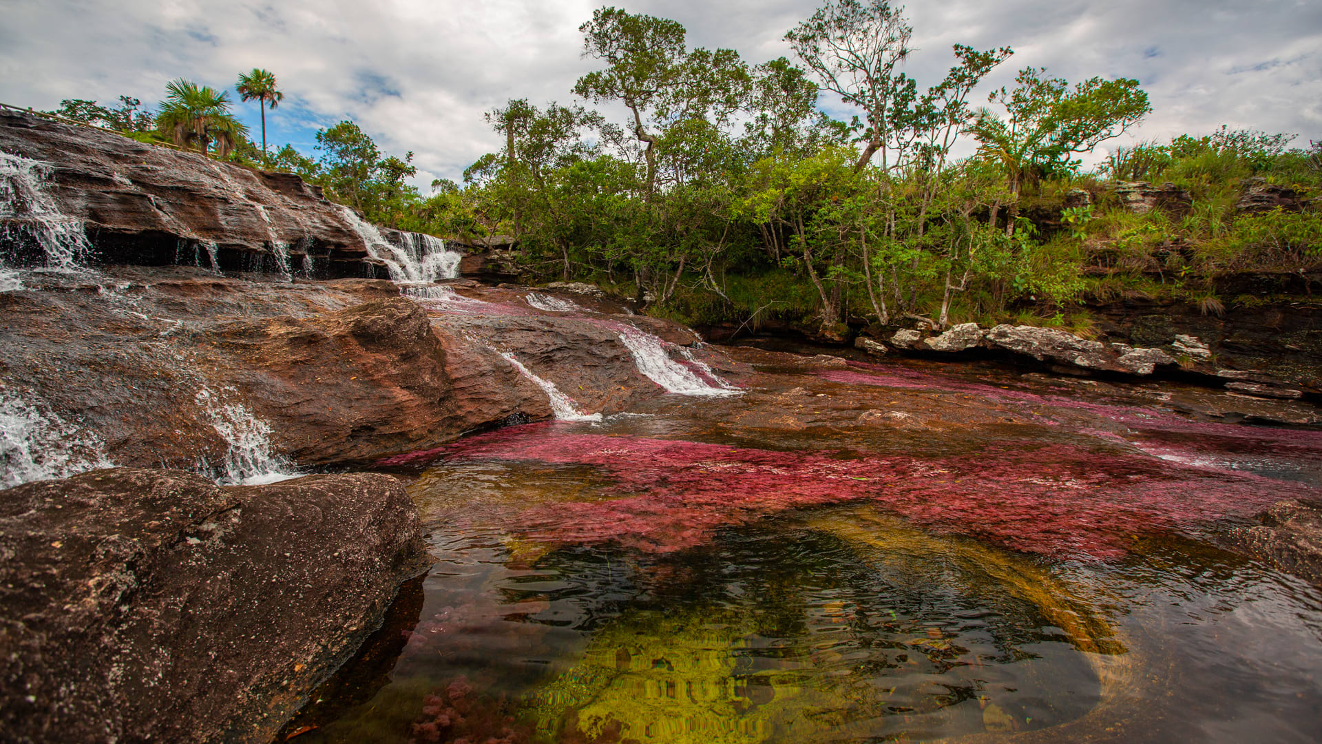 "نهر الألوان الخمسة"..الطبيعة تكشف عن جمالها المذهل في كولومبيا