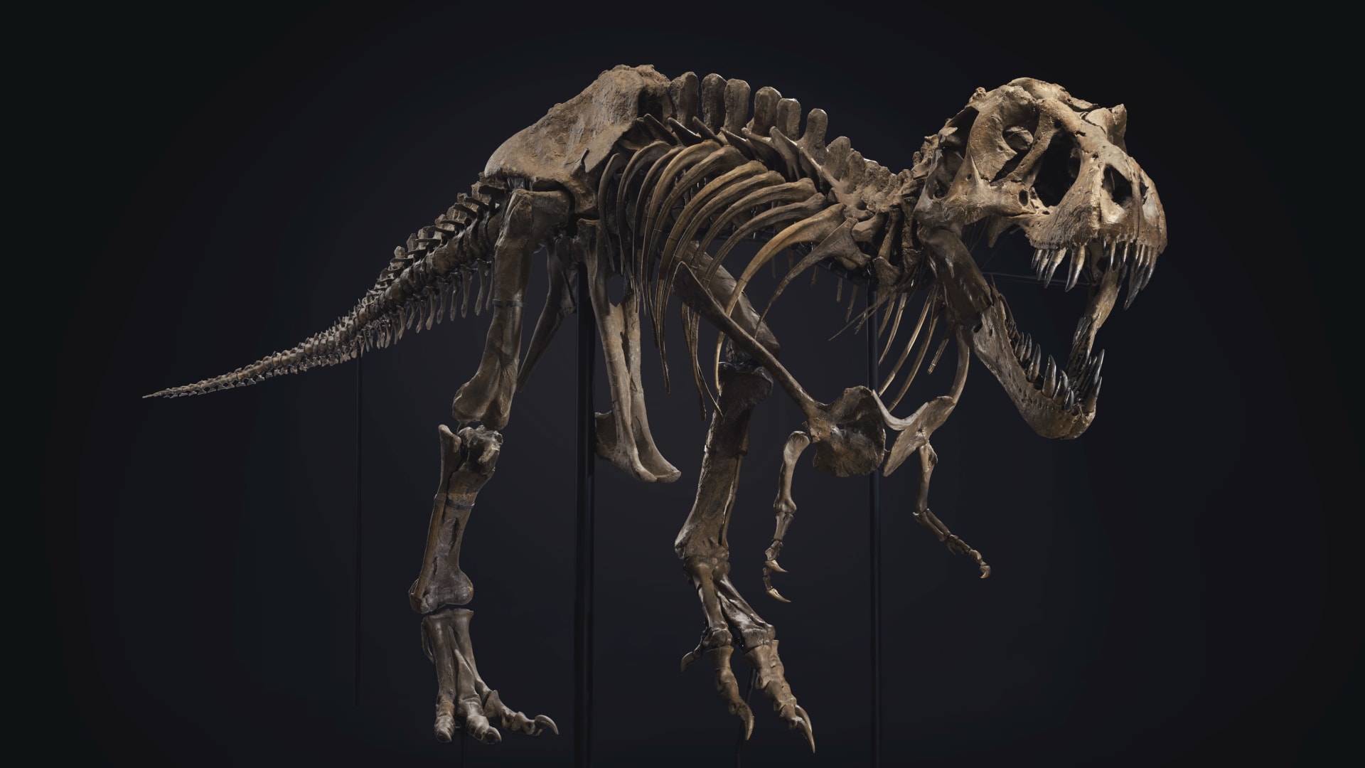 سيكون للديناصور الشهير "ستان" منزل جديد بأبوظبي مع إطلاق مشروع إنشاء متحف التاريخ الطبيعي