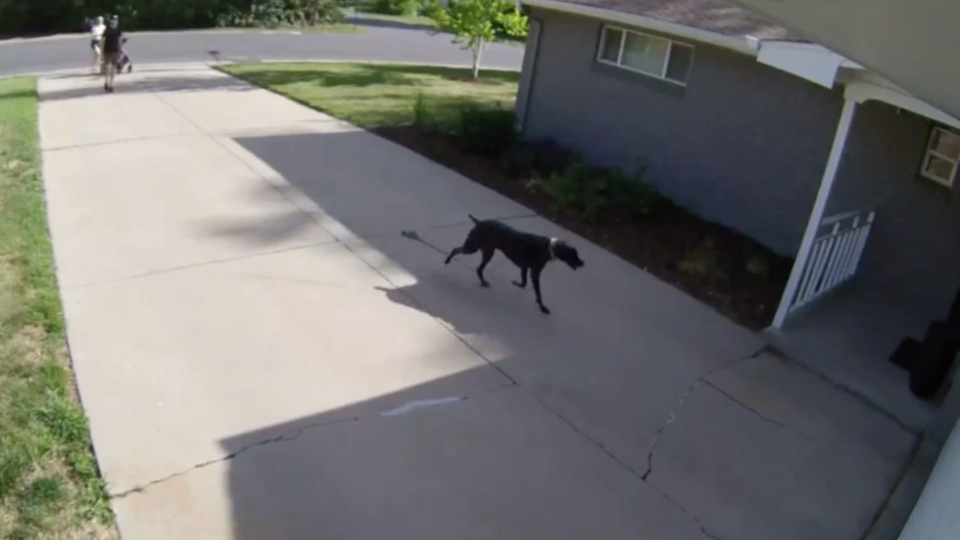 تفاجأ بكلب أسود أمامه.. كاميرا مراقبة ترصد ما حدث للص يحاول سرقة منزل