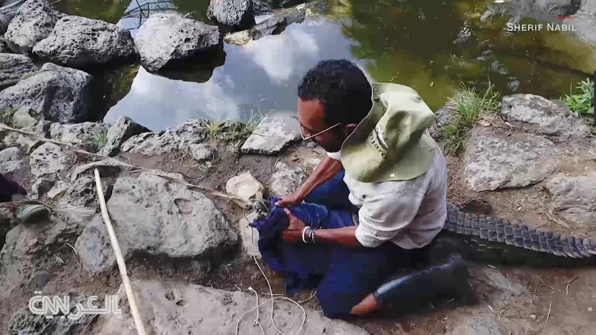 مغامر مصري تحيطه التماسيح أثناء محاولة اصطياد باءت بالفشل