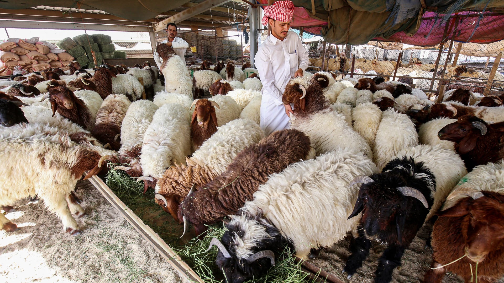 مع اقتراب عيد الأضحى.. وزارة الصحة العمانية تحذر من حمى القرم النزفية