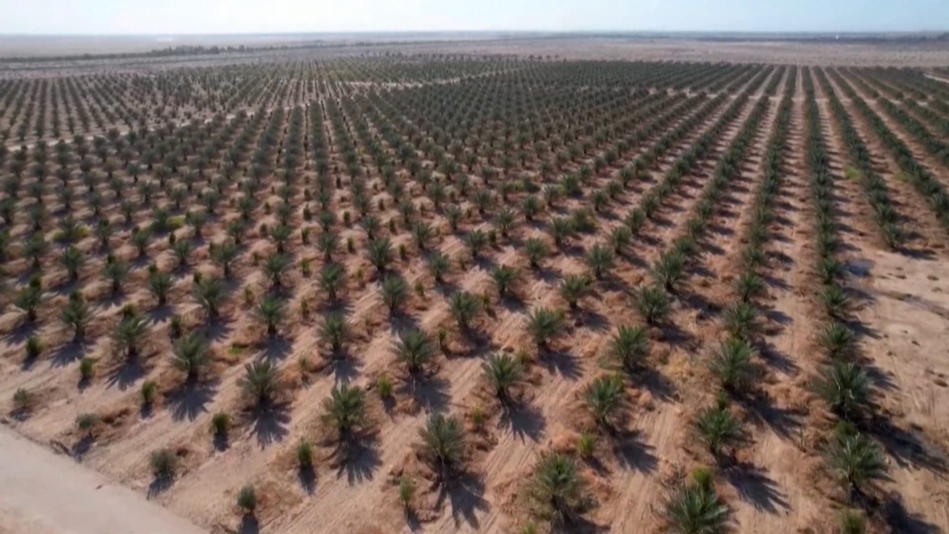 شاهد.. صحراء العراق تتحول إلى مزرعة من آلاف أشجار النخيل