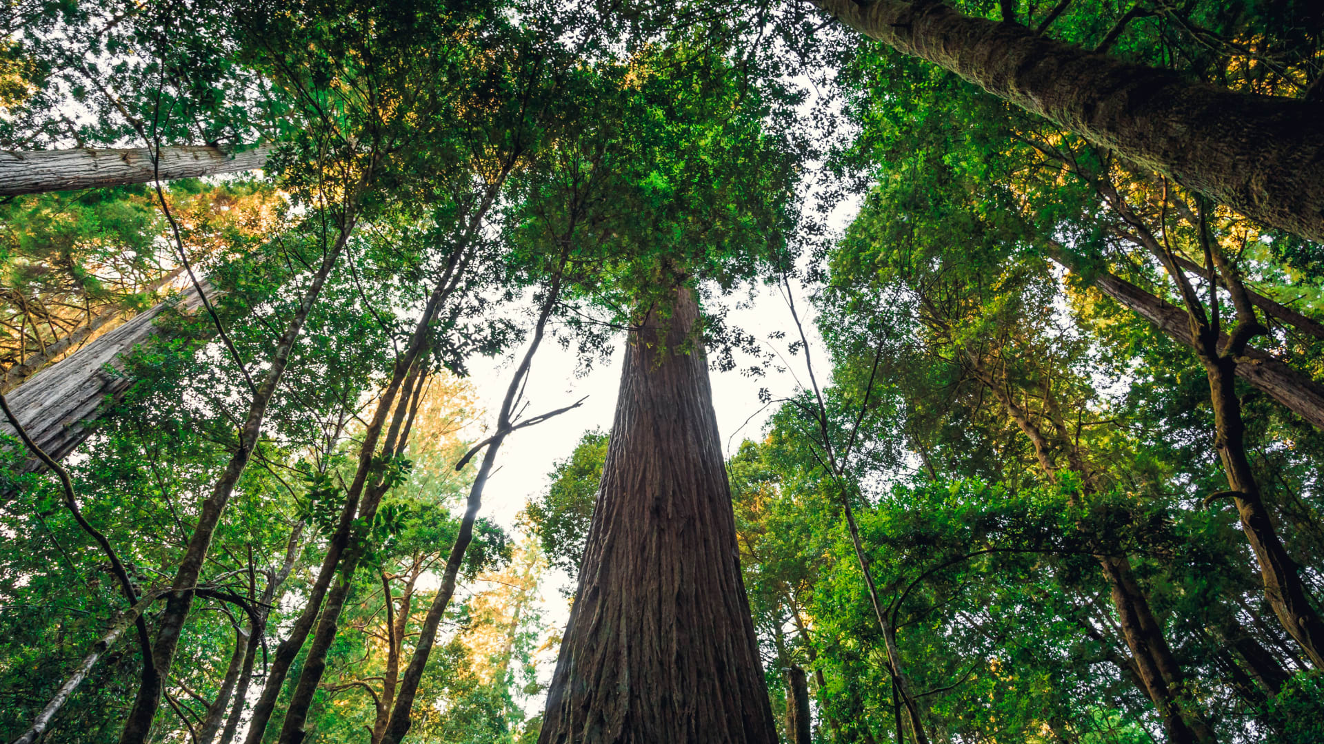 يواجه زوار أطول شجرة في العالم غرامات قدرها 5 آلاف دولار