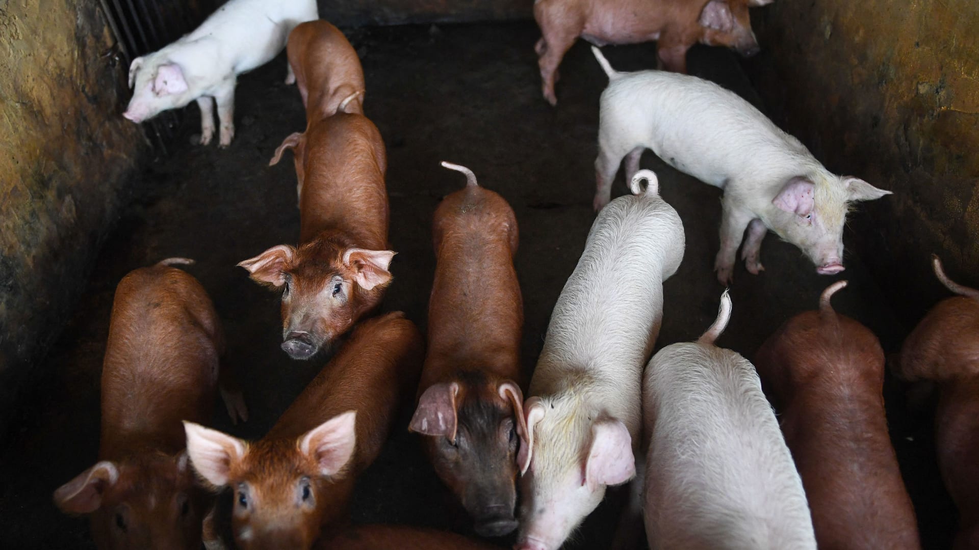بحث حول الخنازير يغيّر ما كنّا نعرفه عن الموت