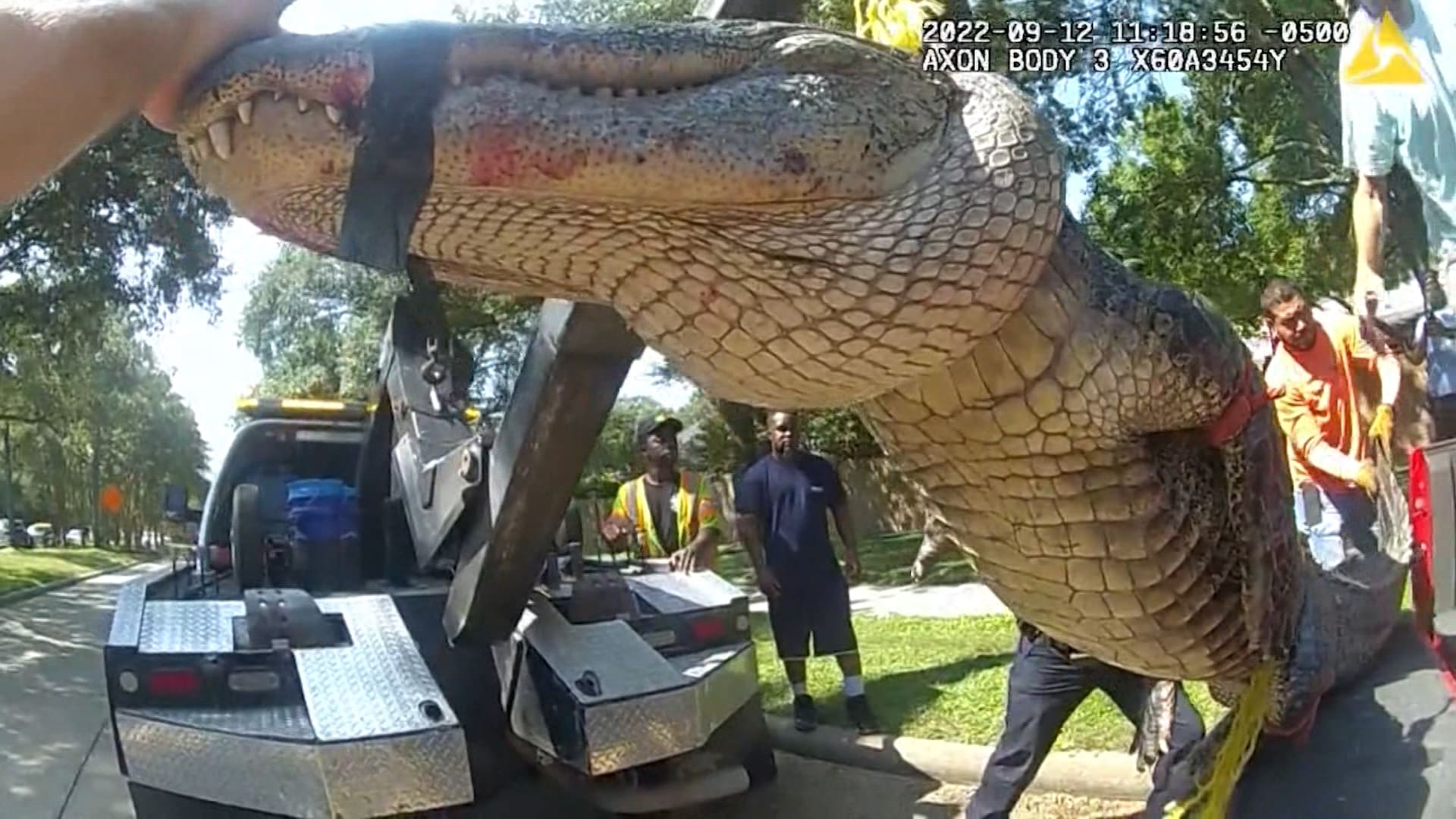 شاهد.. عملية رفع شاحنة لتمساح ضخم من حي سكني لنقله إلى حديقة تماسيح