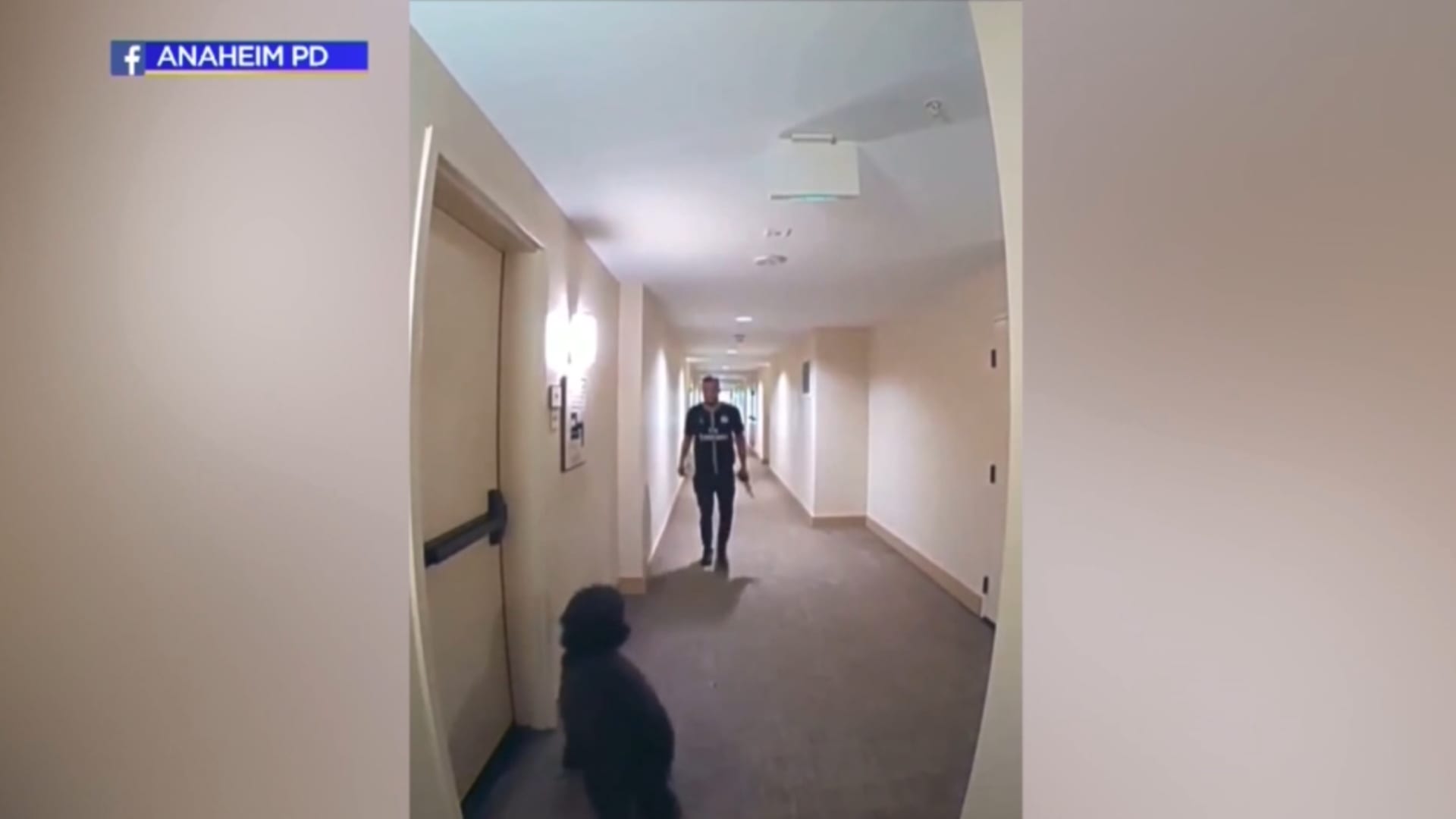 كاميرا مراقبة ترصد ما فعله رجل عندما شاهد كلبا أمام شقة