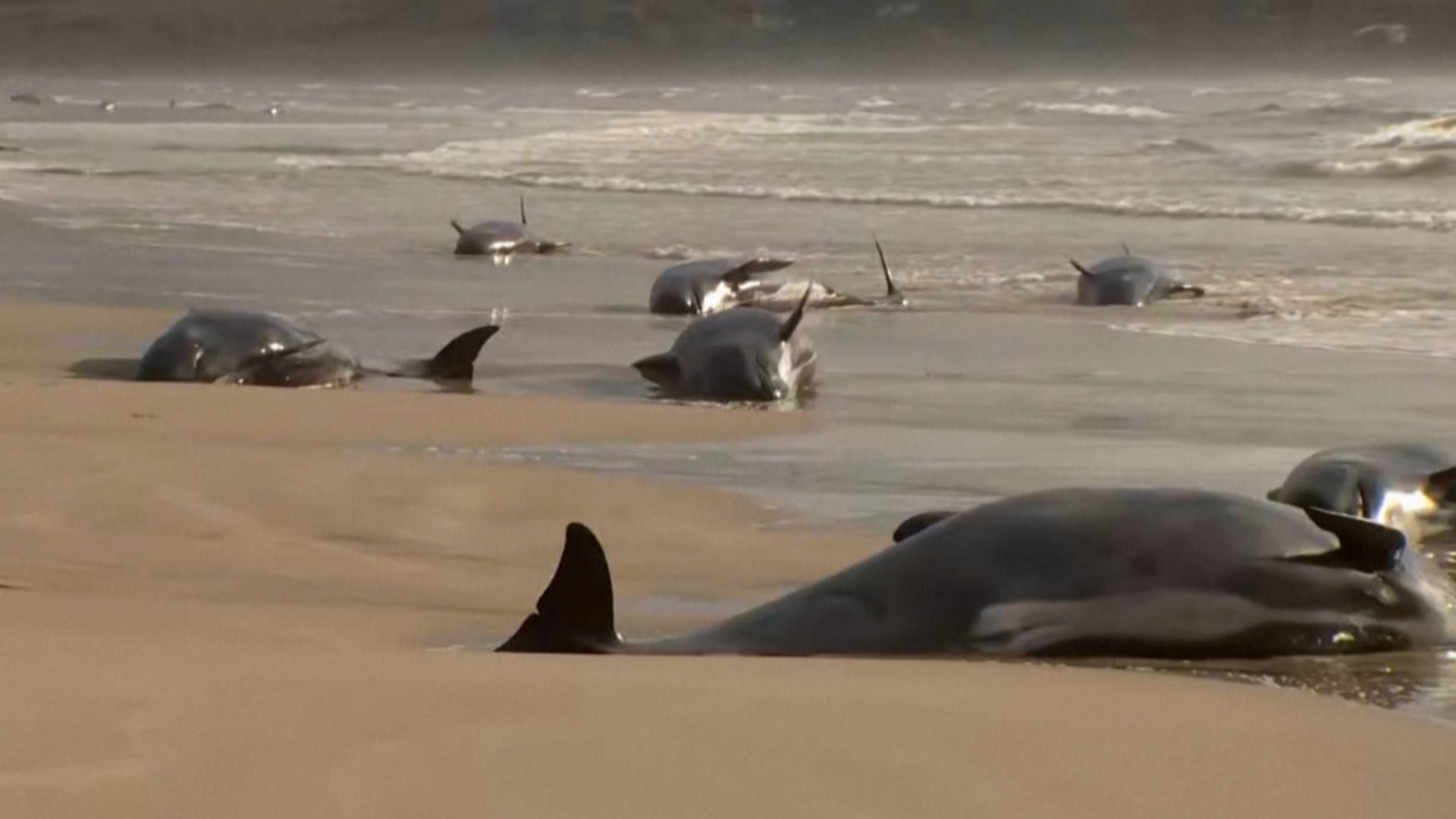 جنوح جماعي لحيتان على شاطئ أسترالي