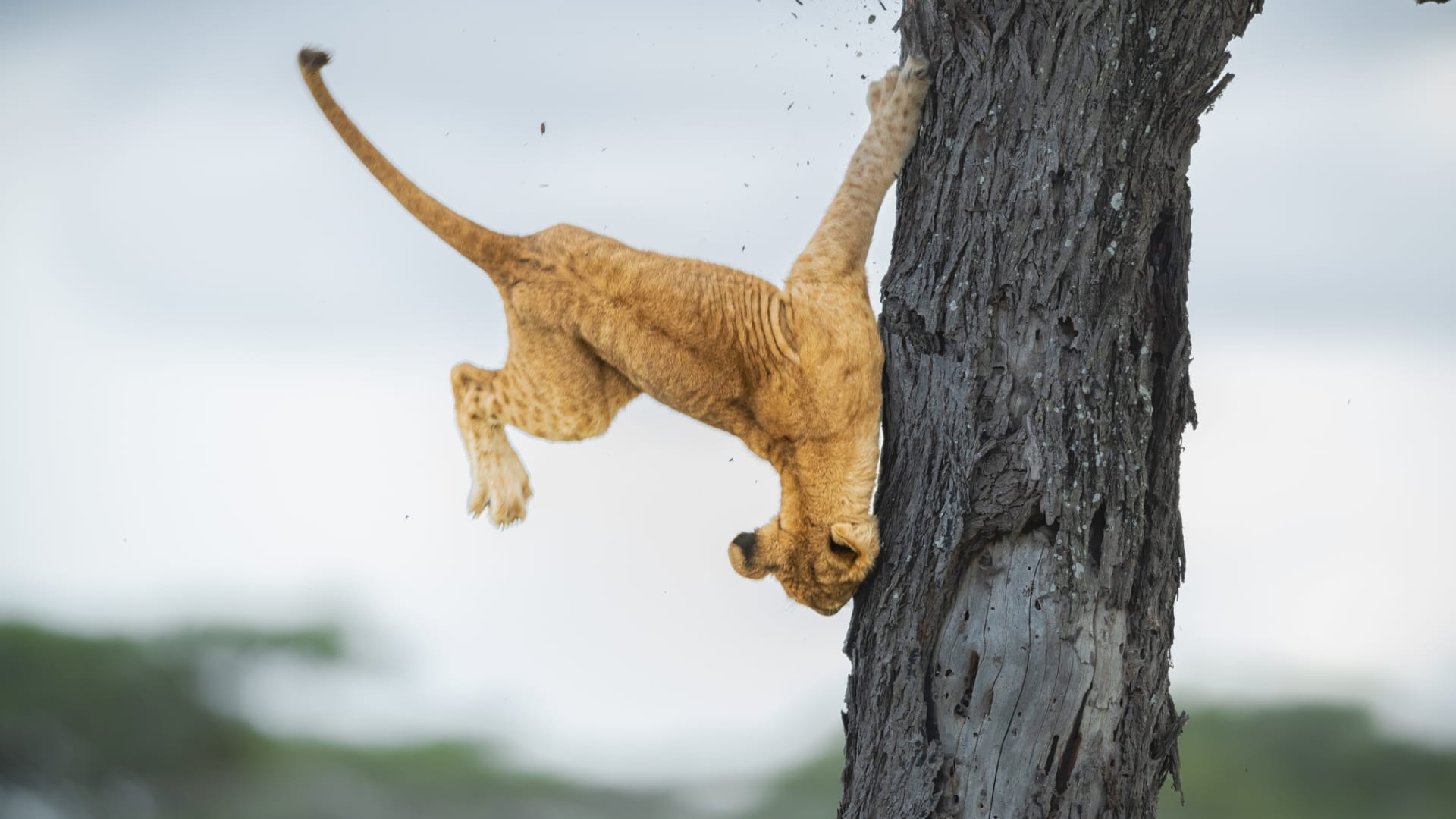 في تنزانيا.. مصورة توثق شبل أسد "جُرِح كبرياءه" عند سقوطه من شجرة
